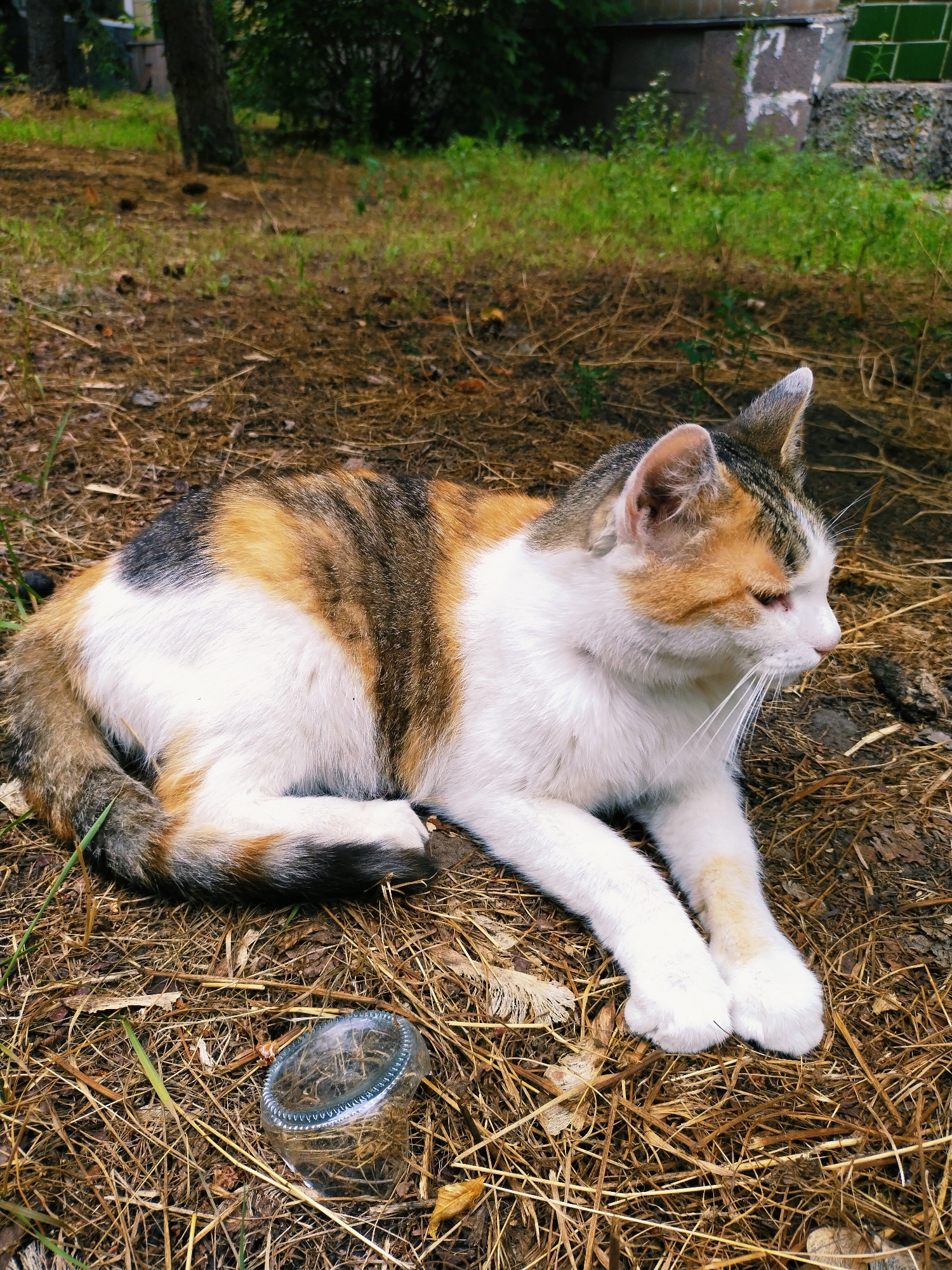 A calico cat is lying on a ground covered with dry grass, leaves, and pine needles. A small glass bottle lies next to the cat. The background shows a green lawn with trees and a building. The image appears to have been taken outdoors in a park or yard in the city of Horishni Plavni, Ukraine.