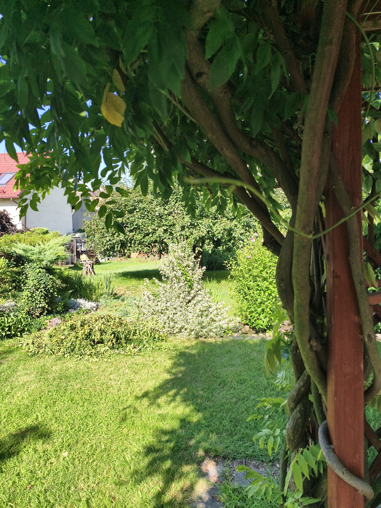 The image captures a section of a lush, sunlit garden in Tczew, Poland. The foreground is dominated by a thick, twisting vine entwined around a reddish-brown wooden post, partially obscuring the view of the garden beyond. Lush green leaves from the vine overhang the scene, casting dappled shadows on the vibrant green lawn in the midground. Further back, a variety of plants create a textured landscape, including bushes with white flowers, taller green bushes, and ornamental grasses. A glimpse of a building with a red tiled roof is visible in the upper left corner, suggesting a residential setting. The overall impression is one of a well-maintained, verdant outdoor space bathed in natural light.