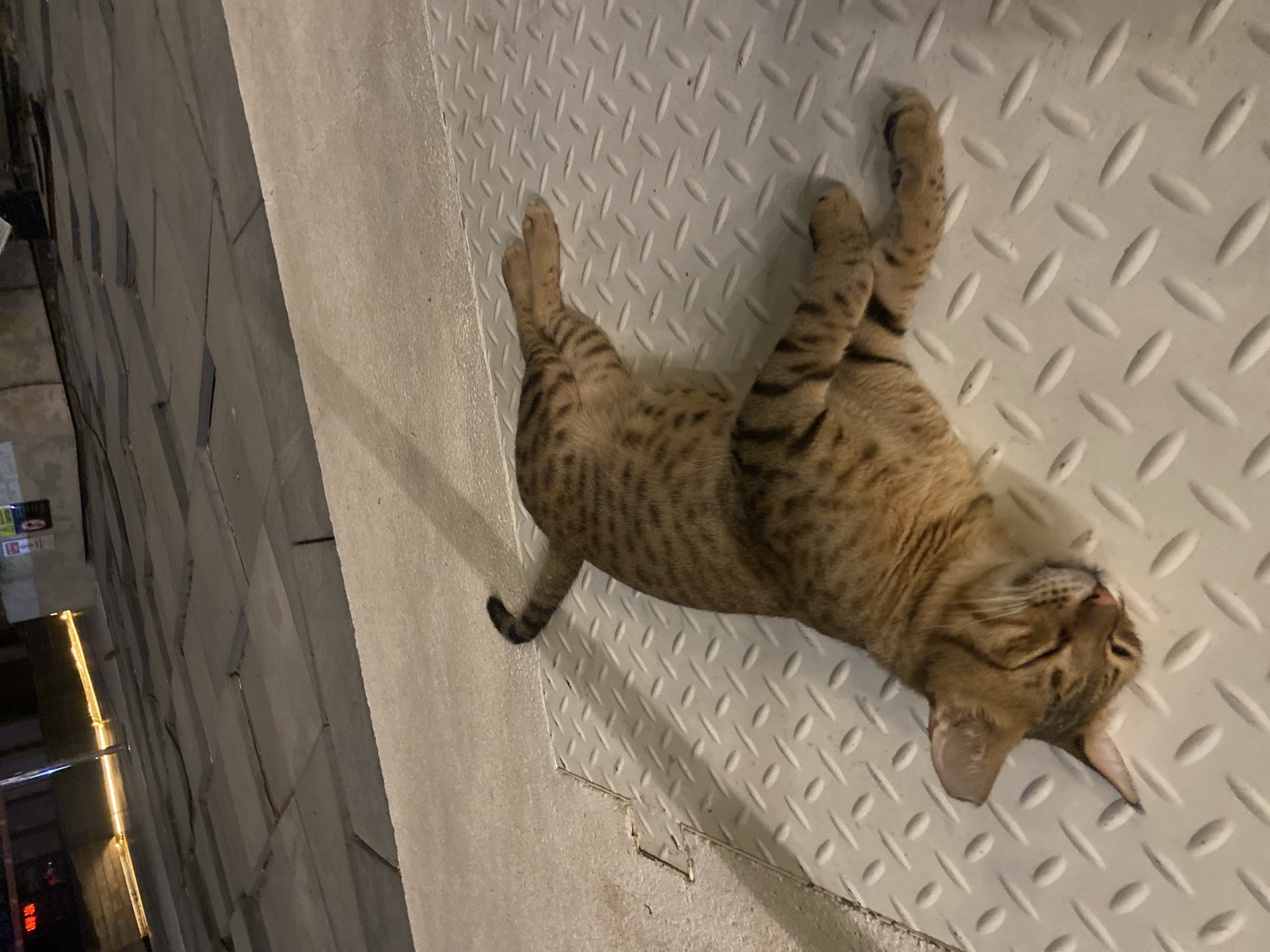 A tabby cat is lying on its side on a diamond plate metal surface. The cat's fur is striped with brown and black. Its eyes are closed and its head is resting on the metal. The background shows a dark, tiled surface with a thin yellow light strip running horizontally across it. This scene is located in Deira, United Arab Emirates.