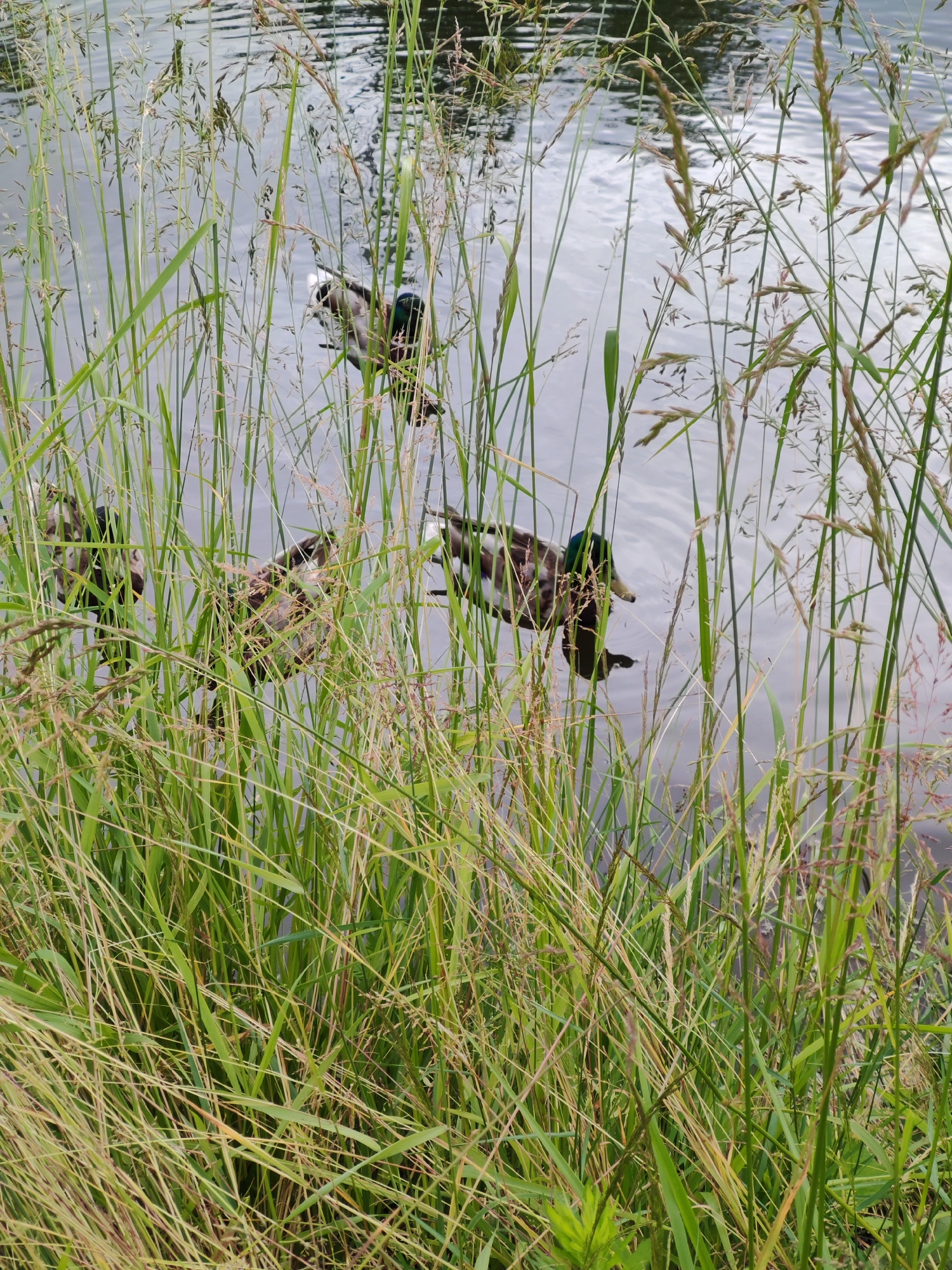 Four ducks are swimming in a body of water, partially obscured by tall, green reeds. The water is calm with ripples reflecting the overcast sky. One duck in the foreground is facing left with its head slightly down. To its right, another duck is facing the viewer, its head turned to the left. Two more ducks are further back and to the left, also partially hidden by the reeds. The reeds are dense and dominate the foreground, creating a naturalistic setting. The location is the city of Unknown, Unknown.