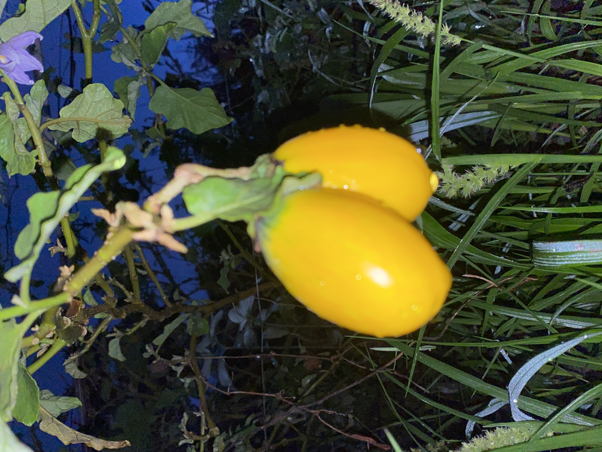 The image shows two bright yellow, elongated fruits hanging from a plant stem. The fruits are plump and appear to be covered in dew drops. The plant has green leaves and a thin, brown stem. In the background, there is dark foliage and what appears to be a purple flower on a stem. The lighting suggests it is dusk or night. The overall setting appears to be an outdoor garden. There is no indication of the specific location within Davao City, Philippines.