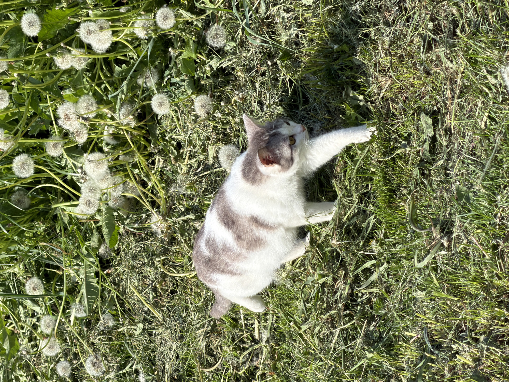 A gray and white cat is lying on its side in a patch of grass mixed with dandelions. The cat has one paw extended upward. The photo was taken in daylight, likely outside. The location is Ol'khovo, Russia.