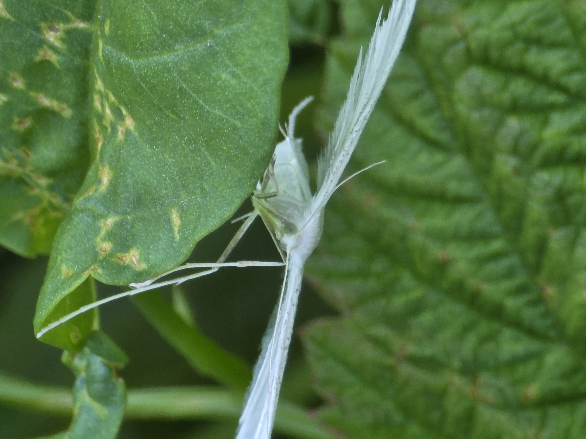 A small white moth is perched on a green leaf, its wings outstretched. The moth's body is light green and its wings are translucent, with delicate veins visible. The leaf is broad and veined, with some brown spots. The background is a blur of green foliage. The location is the city of Bolshiye Kharlushi, Russia.