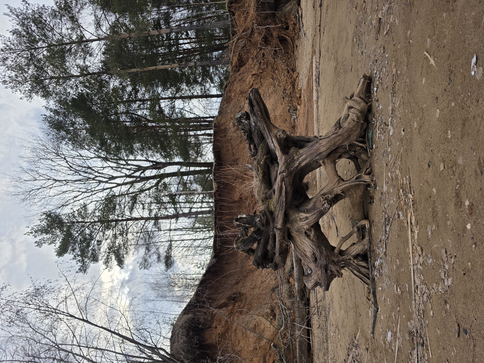 The image depicts an outdoor scene in Chaikovsky, Russia. An uprooted tree trunk lies on a sandy, sloping ground. Behind the trunk, a brown, eroded cliff face rises, revealing exposed roots and soil. Tall, slender trees, some bare and others with dense green foliage, stand on top of the cliff. The sky is overcast. The scene appears to be a natural area potentially prone to erosion. No people are visible.
