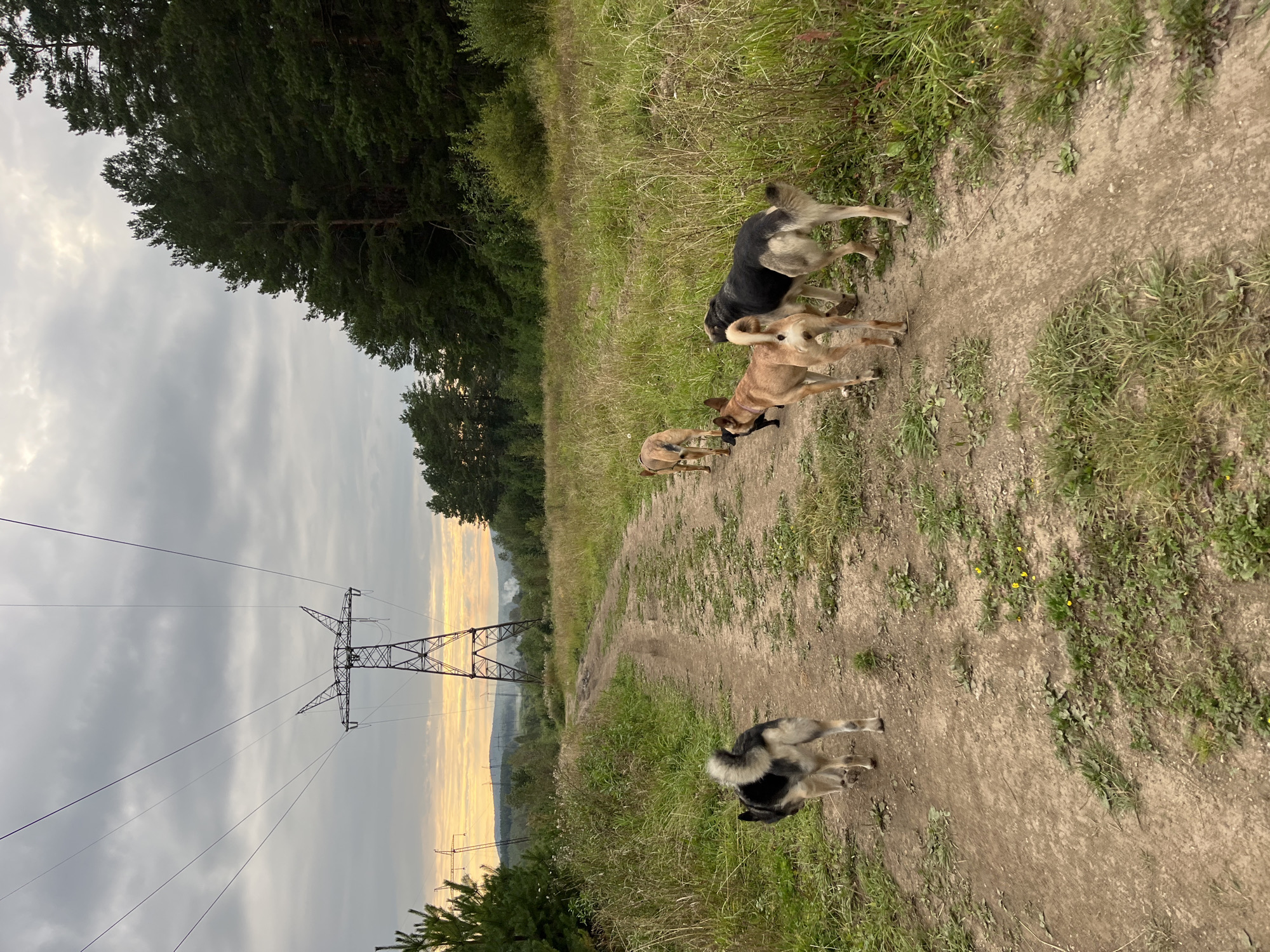 A herd of five dogs walks on a dirt road in a rural area. The dogs include a black and gray dog in the foreground, two tan dogs, a black and tan dog, and a small black dog. They are walking away from the camera. The road is surrounded by tall grass and trees. In the background, there are power lines and a transmission tower. The sky is overcast with some hints of sunset. The location is the outskirts of Nizhny Tagil, Russia, possibly near a forest or open field.