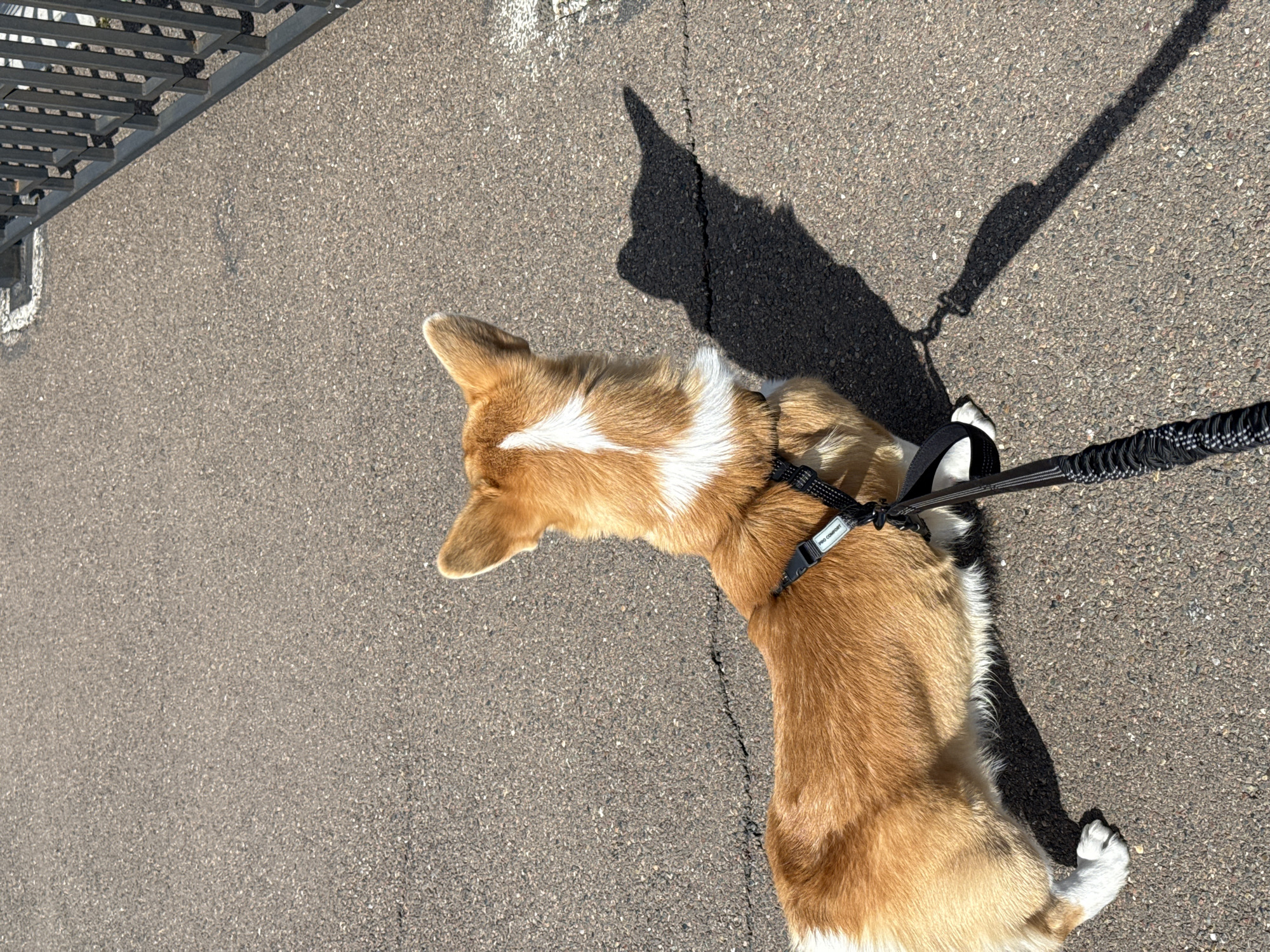 A close-up, top-down view shows a corgi dog standing on a concrete surface. The dog is predominantly brown and white, wearing a black harness and leash. The dog's shadow is visible on the ground. The location is undetermined.