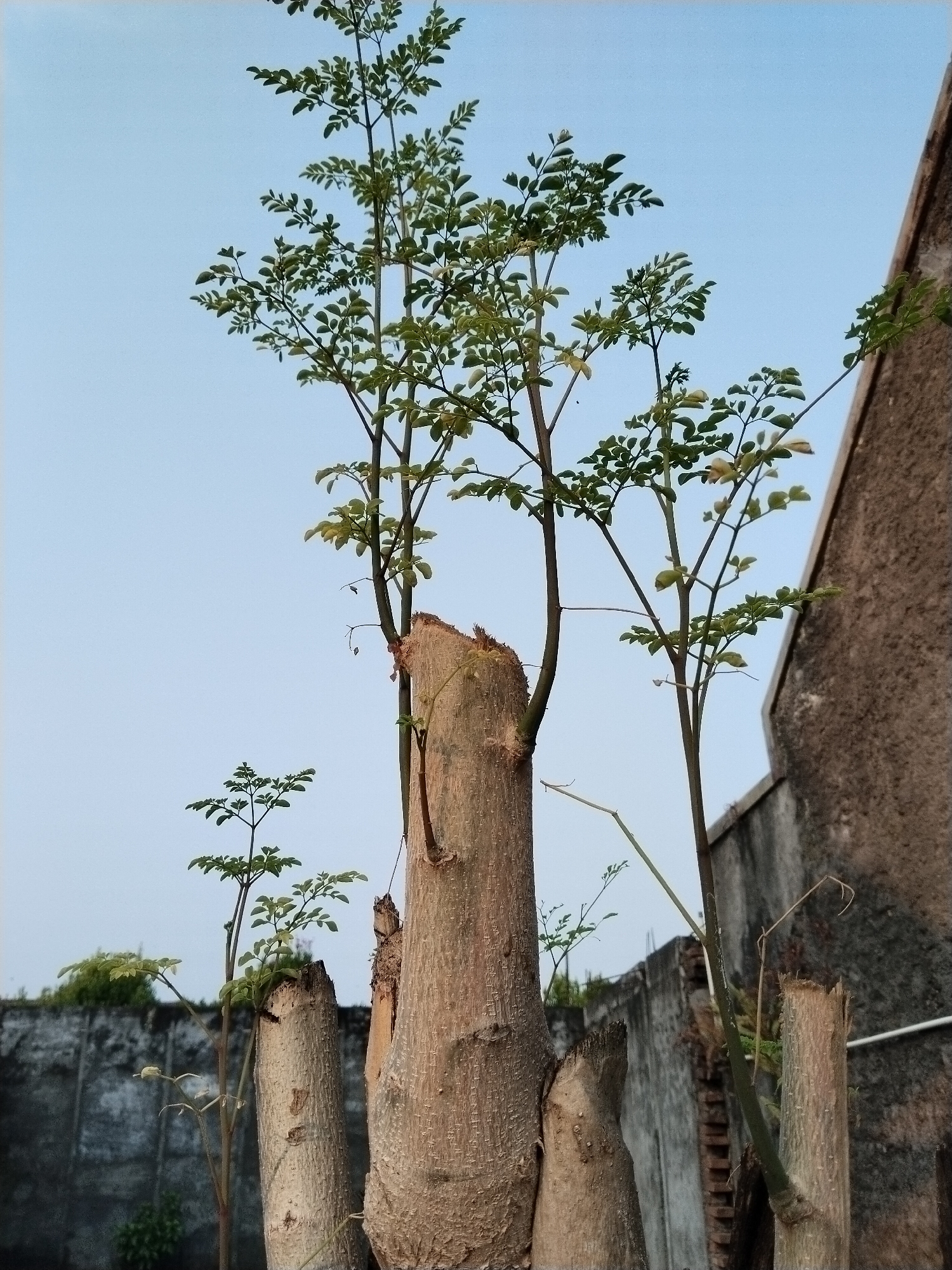 A low-angle outdoor shot captures several tree stumps with new green growth sprouting from them, set against a clear light blue sky. In the foreground, a large, rough-barked tree stump stands prominently, with smaller, similar stumps to its left and right. The new branches and leaves are slender and delicate. Behind the stumps, a textured, weathered stone wall runs horizontally across the frame, with some visible brickwork and what appears to be a white pipe. The overall scene suggests an urban or semi-urban environment, possibly a yard or garden area within Banyurojo, Indonesia. No people are visible in the image.