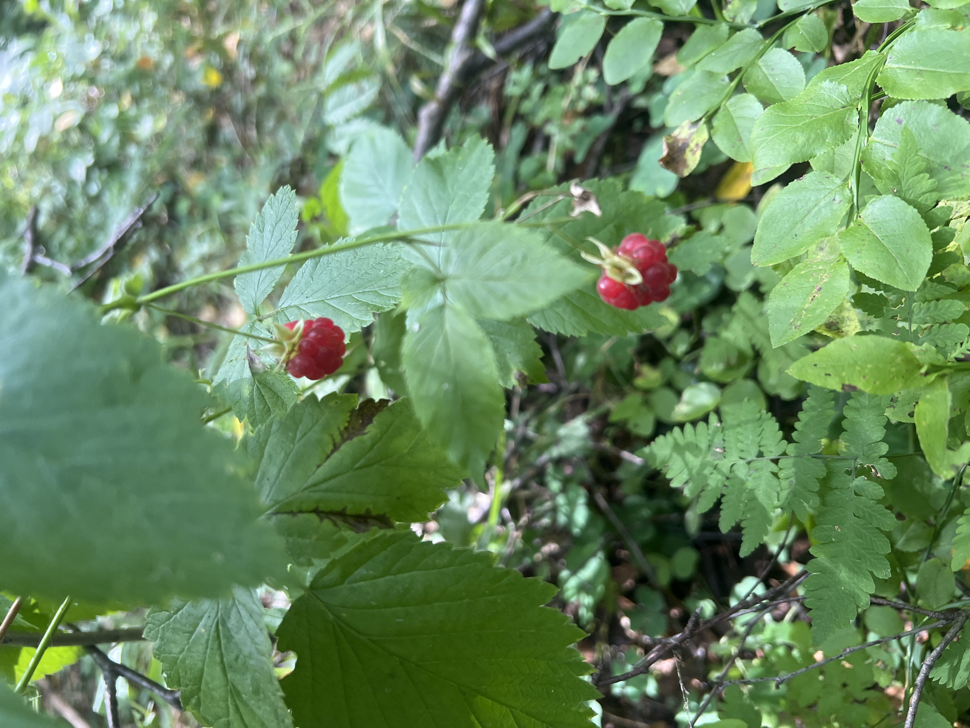 This is a close-up, eye-level, outdoor shot of two ripe raspberries on a branch, hanging amidst lush green foliage. The raspberries are bright red and have a textured, segmented surface. One raspberry is in focus in the foreground, while the other is slightly out of focus and higher up on the branch. The surrounding leaves are various shades of green, some with serrated edges, and some appear to be from different plant species, including a fern in the lower left corner. The background is a blur of greens and browns, suggesting a wooded or forest environment. The lighting is natural and diffused, with no harsh shadows. The scene is serene and suggests a moment of discovery in nature.