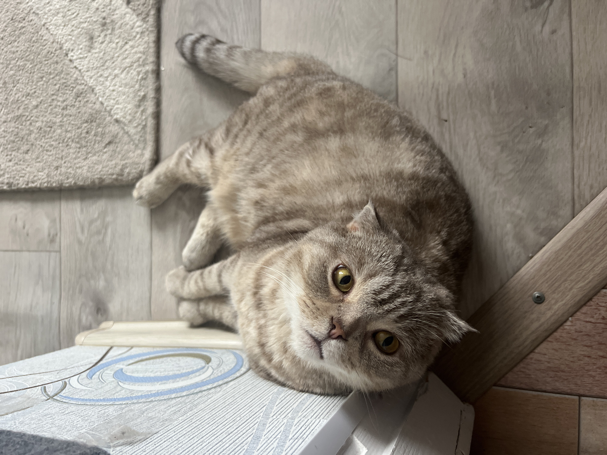 The image depicts a light brown tabby cat lying on a light gray wood-patterned floor. The cat is positioned with its head close to a white and blue patterned surface, possibly a piece of furniture. A small rug is visible in the upper left corner of the image. A wooden structure with a screw is in the bottom right corner. Based on available information, the location could be Chaikovsky, Russia, given that it is a potential city location.