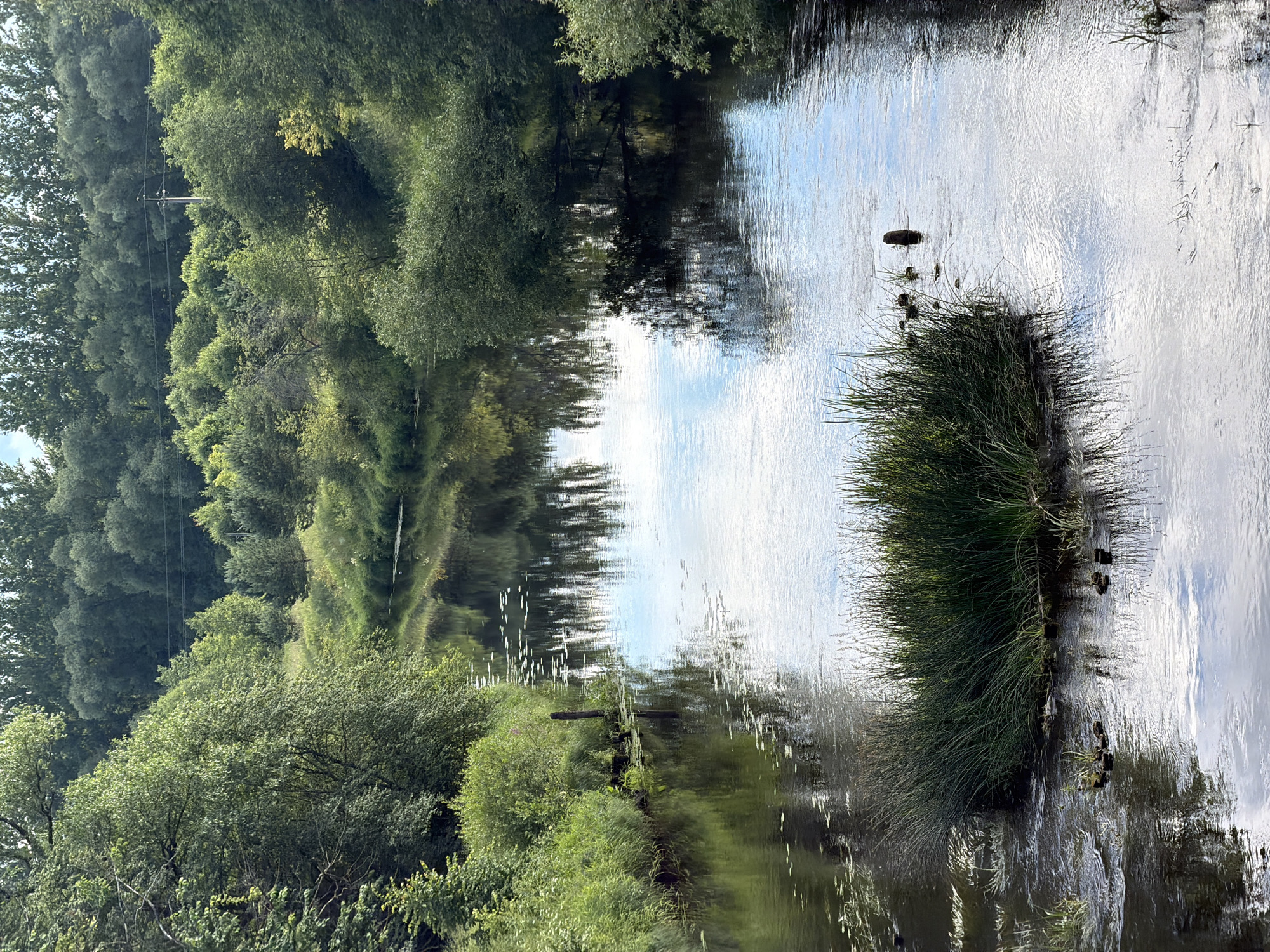 This media file depicts a natural scene of a river flowing through lush greenery, likely in Moshenskoe, Russia. The water is calm, reflecting the sky and the dense foliage of trees and bushes that line its banks. On the right side of the river, a patch of tall grass emerges from the water, adding a textured element to the composition. The reflections in the water are prominent, creating a mirror-like effect of the surrounding landscape. A few small, dark objects, possibly ducks or debris, are visible in the water near the grass. The overall impression is one of tranquility and natural beauty, suggesting a peaceful outdoor setting during the day, with a clear sky indicated by the reflections. There are no visible people, text, or specific events taking place, other than the flow of the river and the natural life it supports. The time of day appears to be daytime due to the bright reflections of the sky.