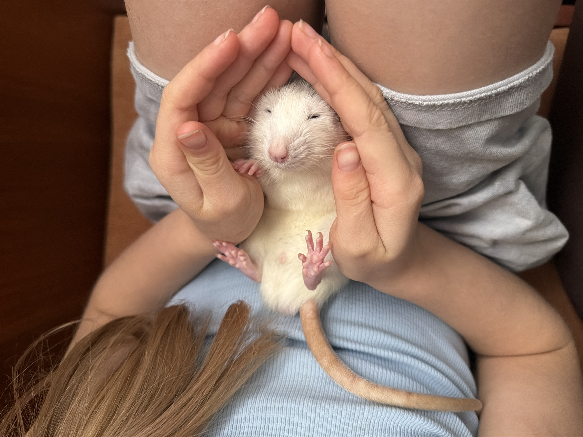 A white rat is cradled in a person's hands, resting on the person's lap. The person is wearing a blue ribbed shirt. The person's brown hair is visible in the lower left corner. The rat is facing the camera, with its eyes partially closed and pink nose prominent. The person's hands are cupped around the rat's head. The person is wearing gray shorts. The location is not specified.
