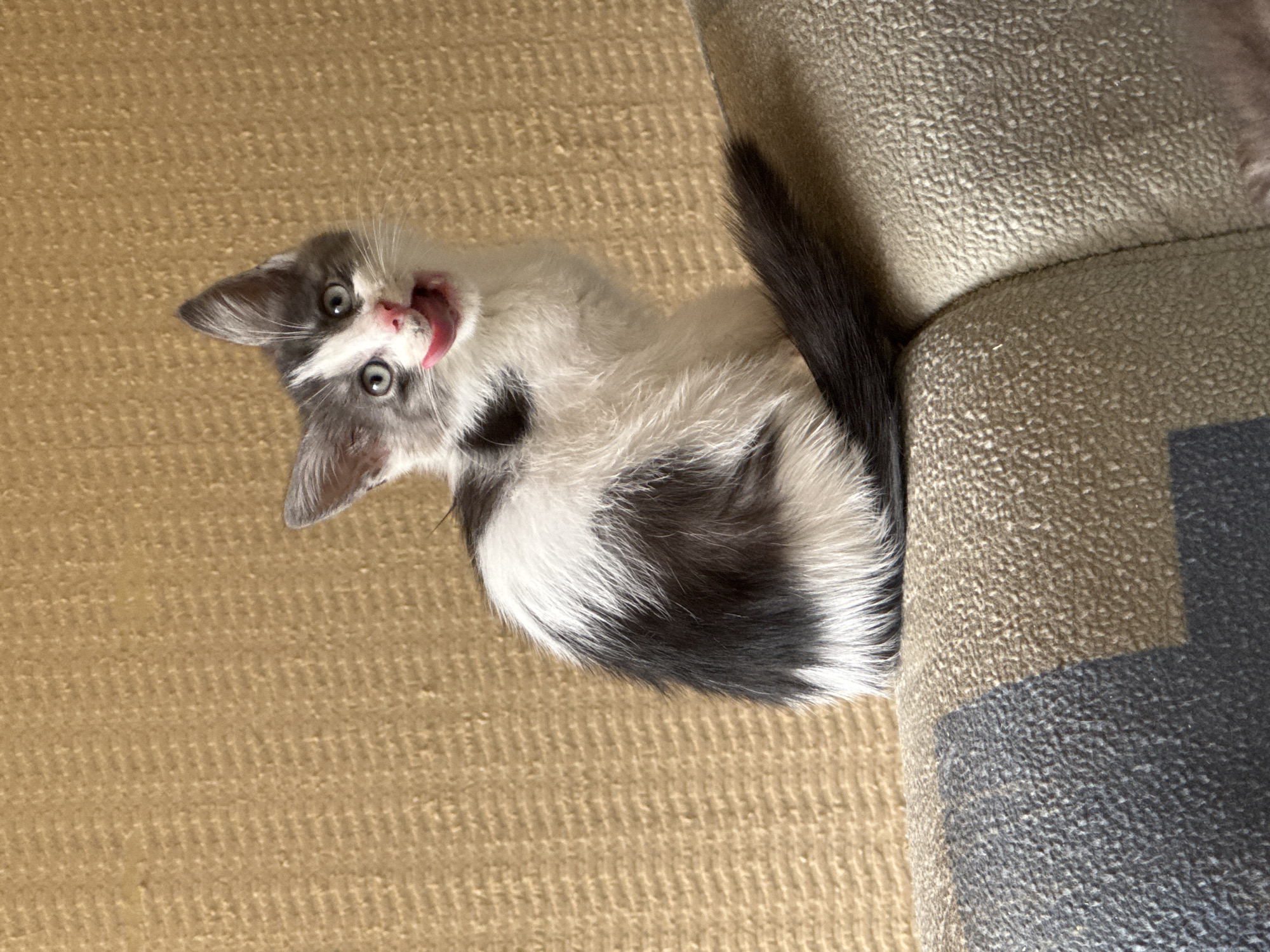 A small, grey and white kitten is perched on the armrest of a couch. The kitten is looking directly at the camera with its tongue sticking out, as if it is licking its lips. The background is a textured, yellowish wall. The couch armrest is covered in a fabric with a geometric pattern of grey and beige. The scene is indoors. The location is not specified in Zaokskiy, Russia.