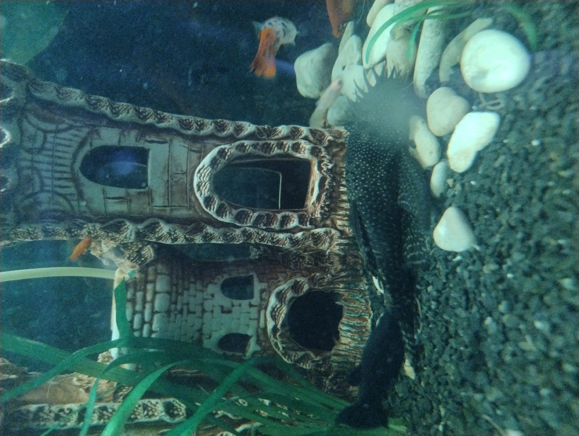 A close-up, underwater view of an aquarium tank exhibits a decorative ceramic castle structure positioned in the center. A black plecostomus fish, identifiable by its spotted pattern, rests on the dark gravel substrate in the foreground. To the right, two small, orange and white fish are visible swimming near a cluster of pale rocks. Green plastic aquatic plants are situated on the left side of the tank. The lighting is dim, and the water appears slightly murky, with small particles suspended throughout. There are no identifiable landmarks or contextual clues within the image to indicate a specific location in Kropyvnytskyi, Ukraine.