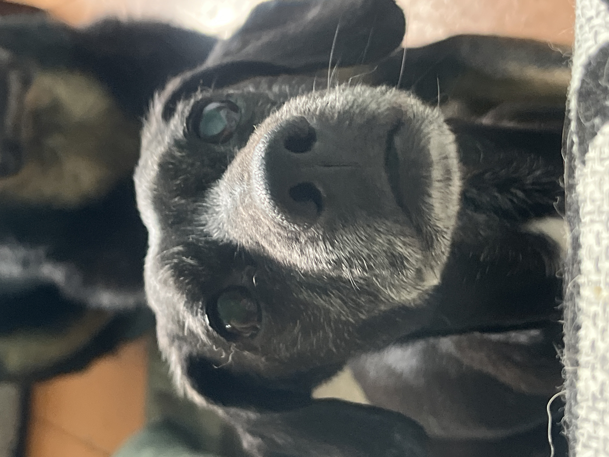 The image presents a close-up, slightly tilted portrait of a dark-furred dog, focusing prominently on its face. The dog's wet nose, with visible nostrils, is a central feature. Its eyes, appearing greenish-blue with reflections of ambient light, gaze upwards and slightly to the left, suggesting curiosity or a gentle disposition. White and grey hairs are interspersed with the dark fur around its snout and eyes, adding texture and detail.
A strong light source illuminates the dog's face, creating highlights on its fur and reflecting in its pupils. The background is significantly blurred, with indistinct shapes to the left that could be another dark object or animal, and a light-colored, textured fabric, possibly a blanket or pillow, partially visible to the right. The setting appears to be indoors, contributing to a cozy and intimate atmosphere. No visible text is present. This scene is located in Nizhny Tagil, Russia.