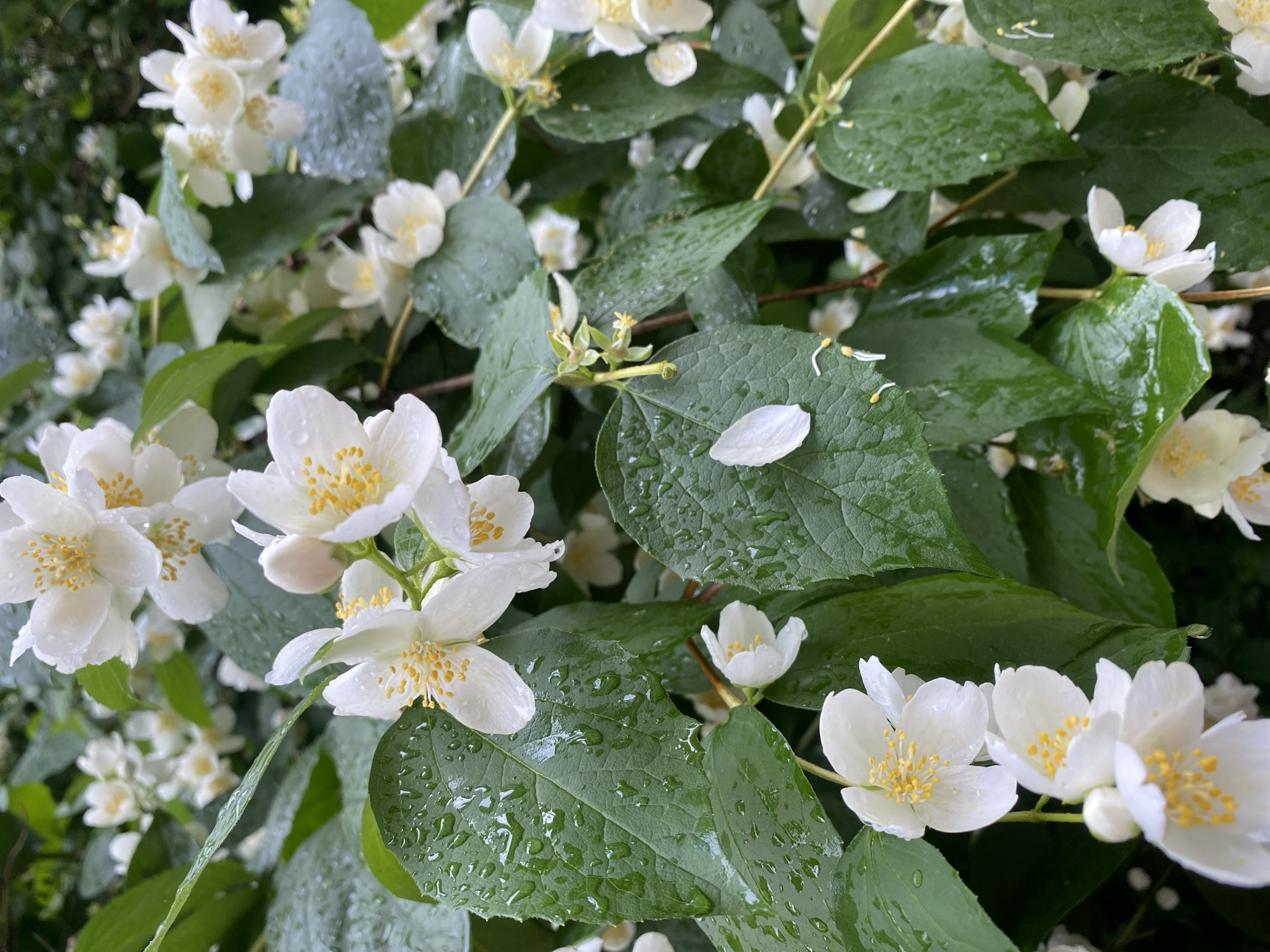 The image shows a close-up view of a jasmine bush with white flowers and green leaves. The foliage and petals are wet, indicating it has recently rained or been watered. Water droplets are visible on the leaves and flowers. The flowers are in various stages of bloom, with some fully open and others still buds. Yellow stamens are visible in the center of the open flowers. The background is filled with more jasmine flowers and leaves, creating a lush, dense effect. There are no people or animals visible in the image. The scene appears to be outdoors in a natural or garden setting.