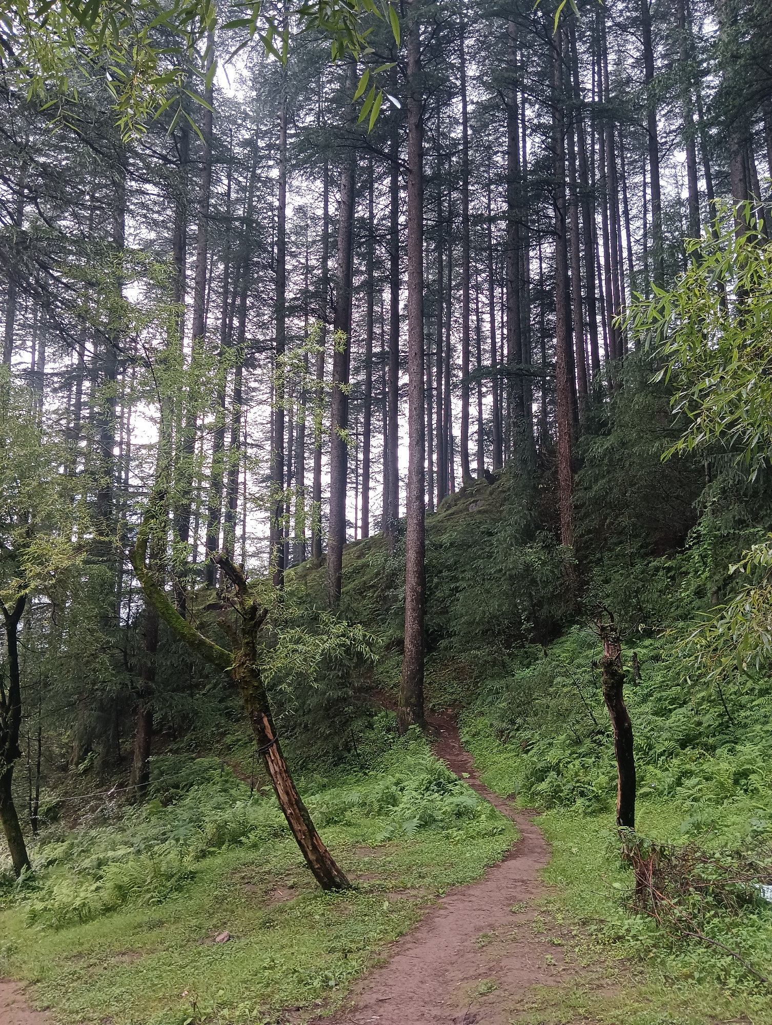 A dirt path winds through a dense forest of tall pine trees in Manali, India. The path is narrow and appears to be well-worn, suggesting it is frequently used. The trees are very tall and close together, with thick green foliage covering the forest floor. The ground is covered in grass and ferns. The scene appears to be overcast or hazy, creating a subdued, natural light. There are no people visible in the image.