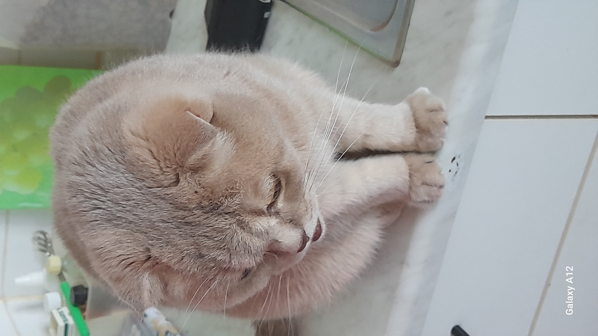 A light-colored cat is the central subject of this close-up, diagonally oriented photograph. The cat, appearing to be a Scottish Fold or British Shorthair mix, has pale cream or beige fur with subtle tabby markings visible on its head and back. Its eyes are mostly closed, suggesting it is peacefully sleeping or resting. Its pinkish-brown nose and prominent white whiskers are clearly visible. The cat is curled into a compact position, with its paws tucked neatly under its body.
The setting is indoors, likely a domestic environment such as a kitchen or bathroom, given the visible white tiled surface on which the cat rests. In the blurry background to the left, a green object is partially visible. Towards the bottom left of the frame, several small household items, including a green-handled brush and a white bottle, are indistinctly present. The white tiled surface continues to the right, showing a clear grout line.
The image conveys a sense of calm and comfort, focusing entirely on the relaxed feline. The text "Galaxy A12" is subtly displayed in the bottom right corner, indicating the camera used. The photo was taken in Марковский, Russia.