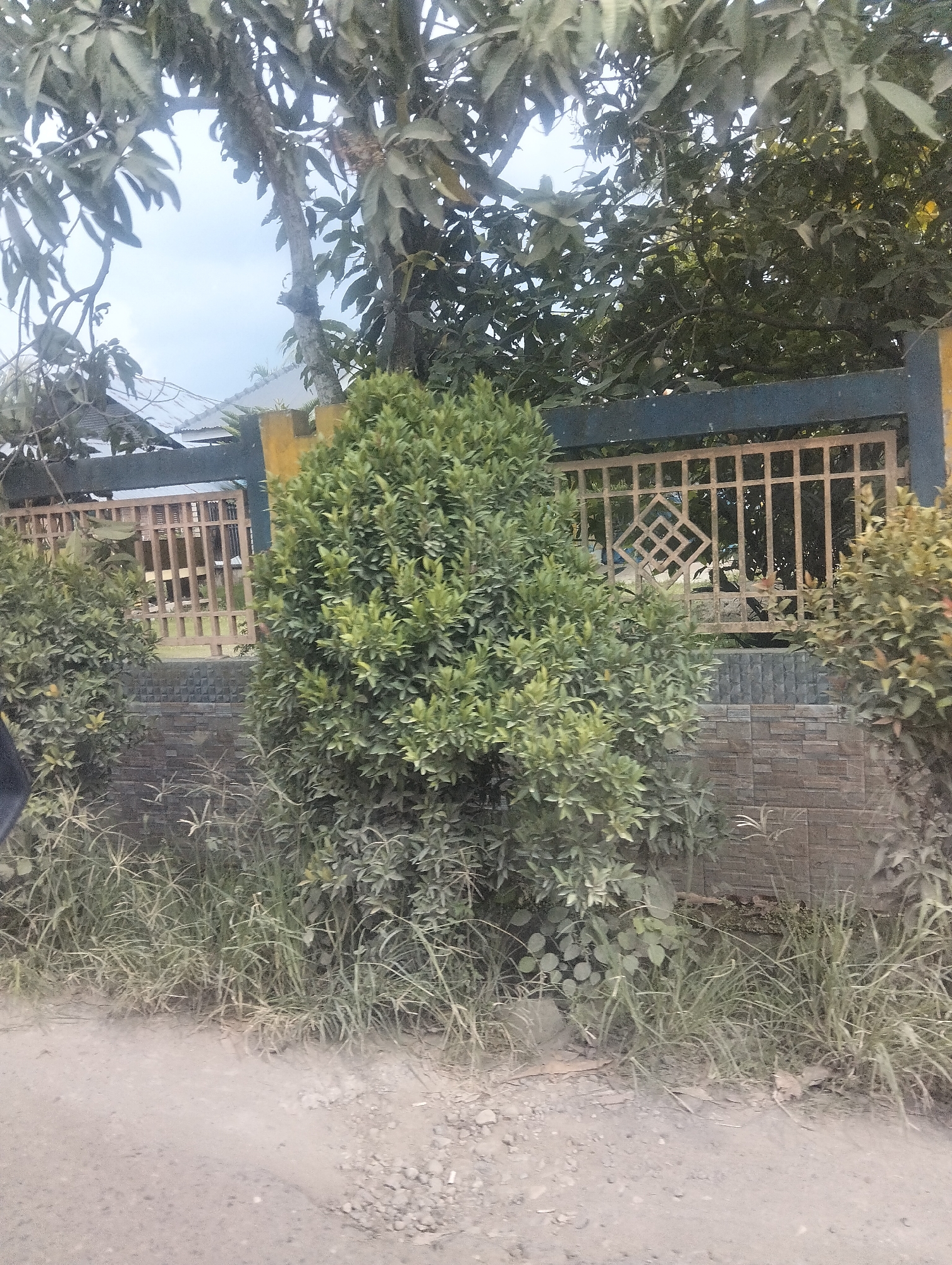 This media file captures an outdoor scene in Teupinreudeup, Indonesia, featuring a lush green shrub in the foreground, positioned in front of a stone-tiled wall and a decorative metal fence. The fence has a pattern of intersecting diamond shapes and vertical bars. Behind the fence, a glimpse of a building with a white roof and a dark green trim is visible. Overhanging the scene are the branches and leaves of a large tree, with some of its foliage obscuring the sky, which appears overcast. The ground in front of the shrub is a dirt path with scattered gravel. The overall impression is a well-maintained garden area alongside a road. There are no people or specific activities depicted. The lighting suggests it is daytime, with soft, diffused light due to the cloudy sky.