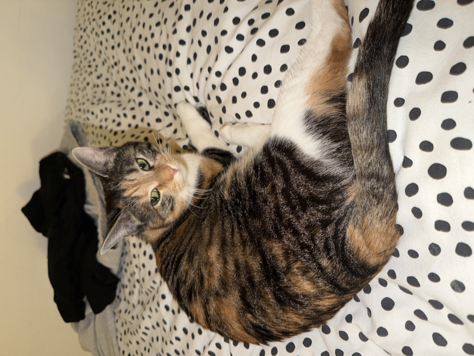 A calico cat is lying on a bed covered in a white sheet with black polka dots. The cat has a dark tabby pattern on its back and tail, white fur on its belly, and a tan and black face. Its green eyes look directly at the viewer. Black clothing sits on a light gray bedsheet near the edge of the frame. The background includes a plain, off-white wall.