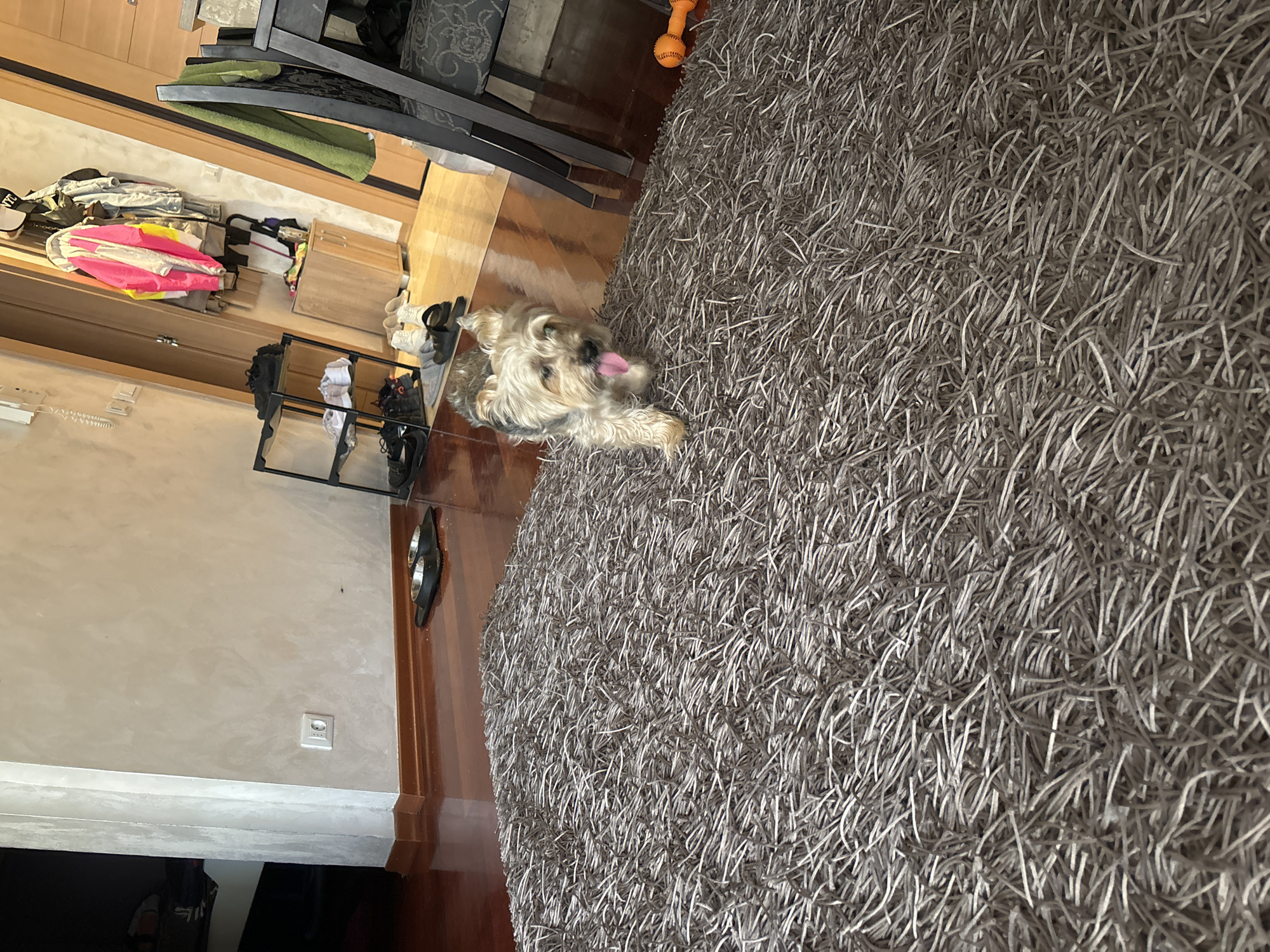 A dog is lying on a shag rug. The dog appears to be a small breed, possibly a terrier mix, with long, light-colored fur and its tongue sticking out. The rug is gray and has a thick, shaggy texture. To the left of the dog, there is a wooden floor and a wall with a light-colored finish. Adjacent to the floor is a metal shoe rack. On top of the rack are shoes. Further to the left of the shoe rack, there appears to be other luggage items as well as additional storage for clothes. Above and to the right of the dog, there is a black metal furniture frame. An orange ball sits on the rug near the furniture frame. The location is an interior setting. There is no indication of the location being in Budva, Montenegro.