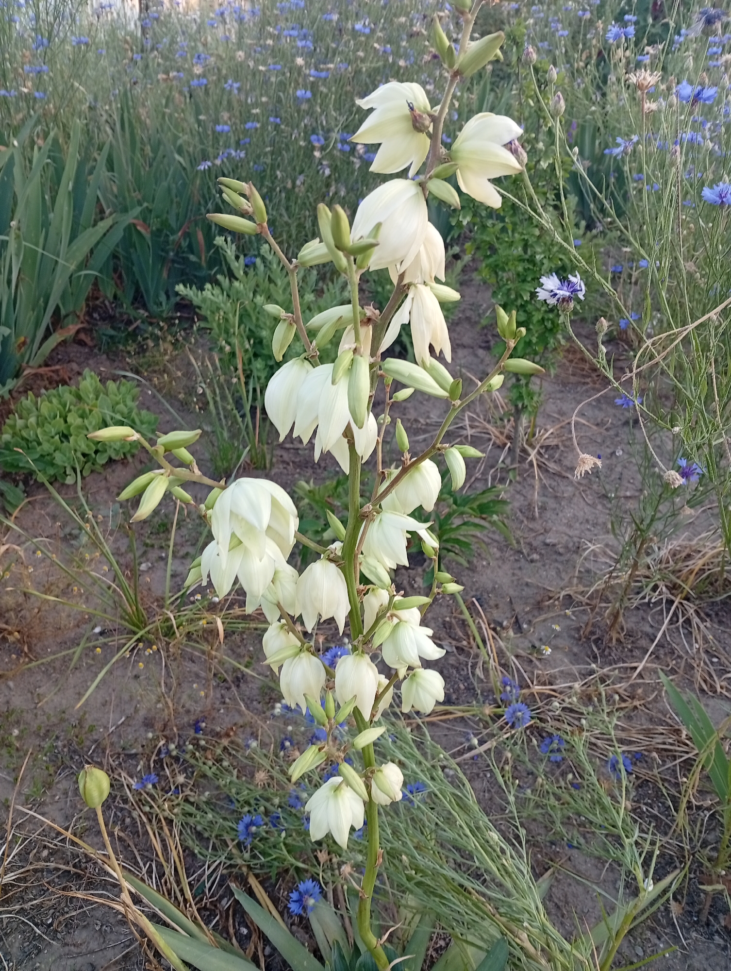A tall stalk of white Yucca flowers stands prominently in the foreground, its bell-shaped blossoms hanging downwards. The flowers are clustered along the upper portion of the stalk, with several smaller buds still closed near the bottom. The stalk itself is supported by a few green leaves at its base. Surrounding the Yucca are patches of dry, brown soil, interspersed with green vegetation and small blue cornflowers. In the background, more green foliage and blue flowers create a soft, blurred landscape. The lighting suggests it is either early morning or late afternoon. This scene appears to be in an outdoor garden or park setting, possibly within the city of Mykolaiv, Ukraine, given the presence of cornflowers, which are common in Ukrainian fields and gardens. There are no people or animals visible in the image.