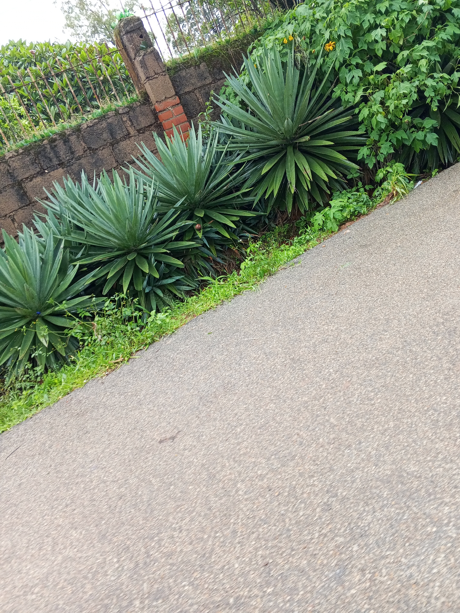 The image depicts a row of Agave plants growing alongside a paved road. The plants are lush green and spiky, with their leaves fanning out from a central point. Behind the plants, a low stone wall separates them from a densely vegetated area. A metal fence runs along the top of the wall, and beyond that, trees are visible. The paved road occupies the lower right portion of the image and appears to be a sidewalk or a pedestrian path. The scene is naturalistic and appears to be an outdoor setting, possibly a garden or a park within the city of Jos, Nigeria. The lighting suggests it is daytime. There are no people or animals visible in the image. The overall impression is one of a well-maintained, green space adjacent to a public thoroughfare.