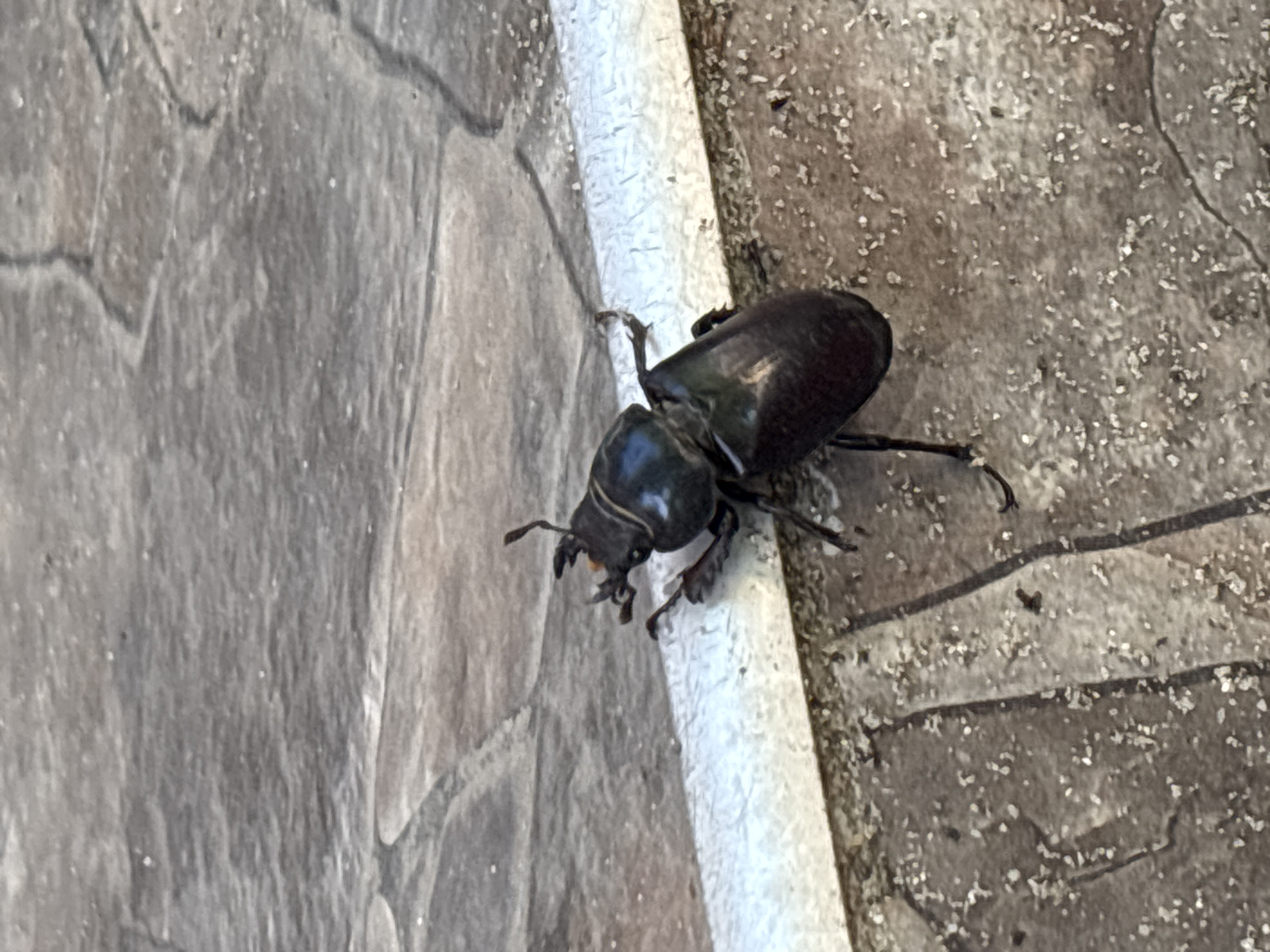 A stag beetle is captured in a close-up, top-down shot. The beetle is dark and shiny, with prominent mandibles, and is positioned on a tiled surface, partially obscuring a white trim. The tiles are irregularly shaped and light brown, with darker grout lines. Small white specks are scattered across the tiles. The lighting suggests an outdoor setting.