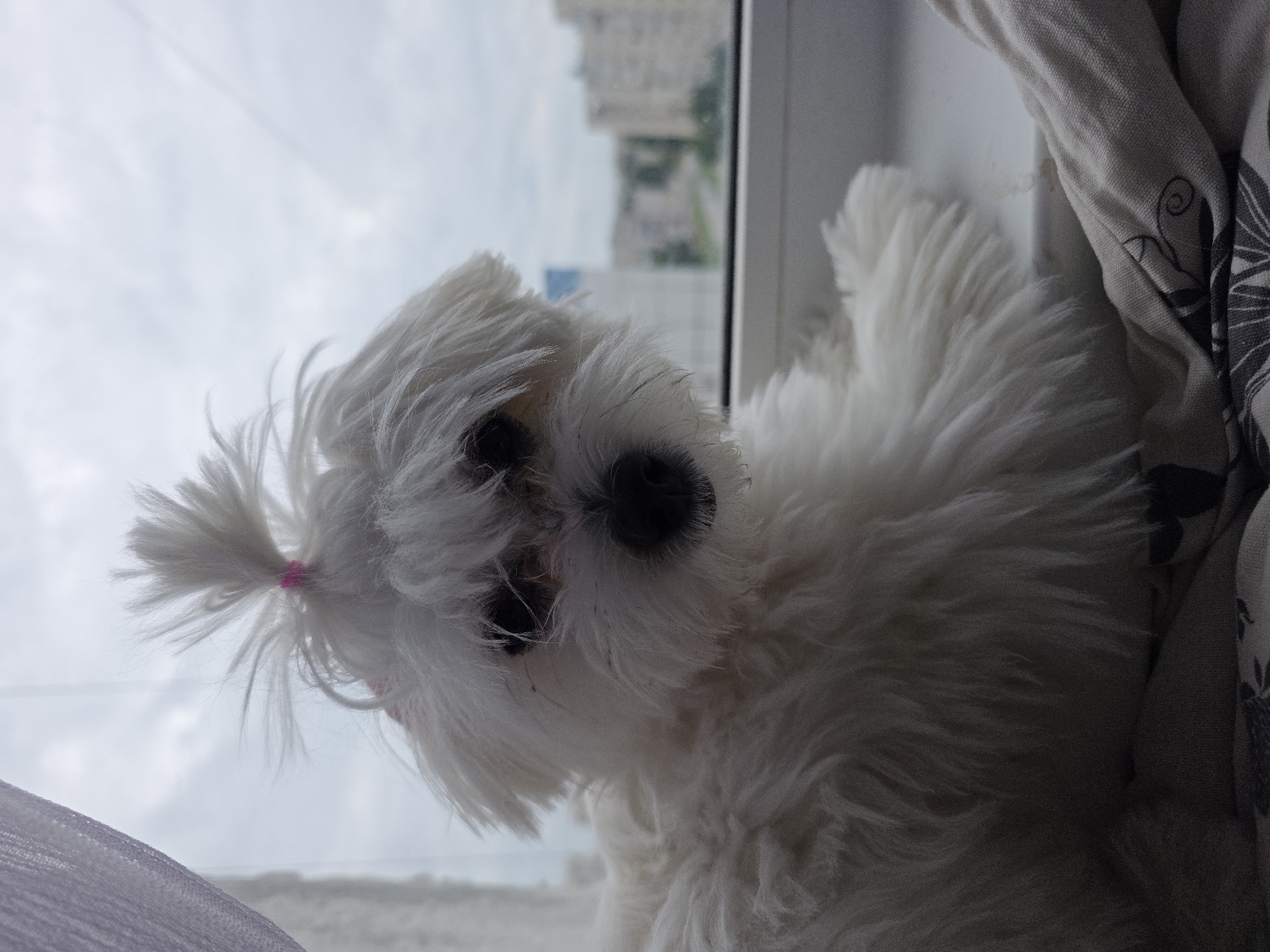 A white fluffy dog with its hair tied up in a ponytail with a pink band sits on a windowsill, looking towards the camera. The dog's fur is long and white, covering its eyes and face. The background shows a cloudy sky and out-of-focus buildings, suggesting an urban setting in Novocheboksarsk, Russia. The dog is positioned in the center of the frame, with a sheer white curtain visible to the left and a folded blanket with a floral pattern in the foreground, partially obscuring the windowsill.