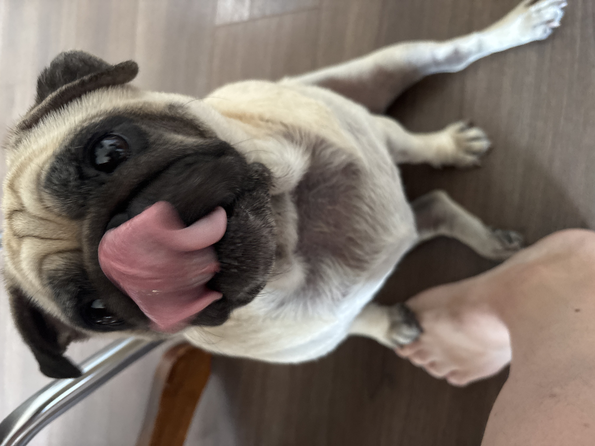A pug is sitting on a wooden floor with its tongue sticking out and licking its nose. A human foot is visible in the lower left corner of the frame, with the pug's paw resting on it. The pug has fawn-colored fur with black markings around its eyes and muzzle. The background consists of a wooden floor and a hint of a metallic chair leg. The scene appears to be indoors, but there is no specific indication of it being in Sochi, Russia.