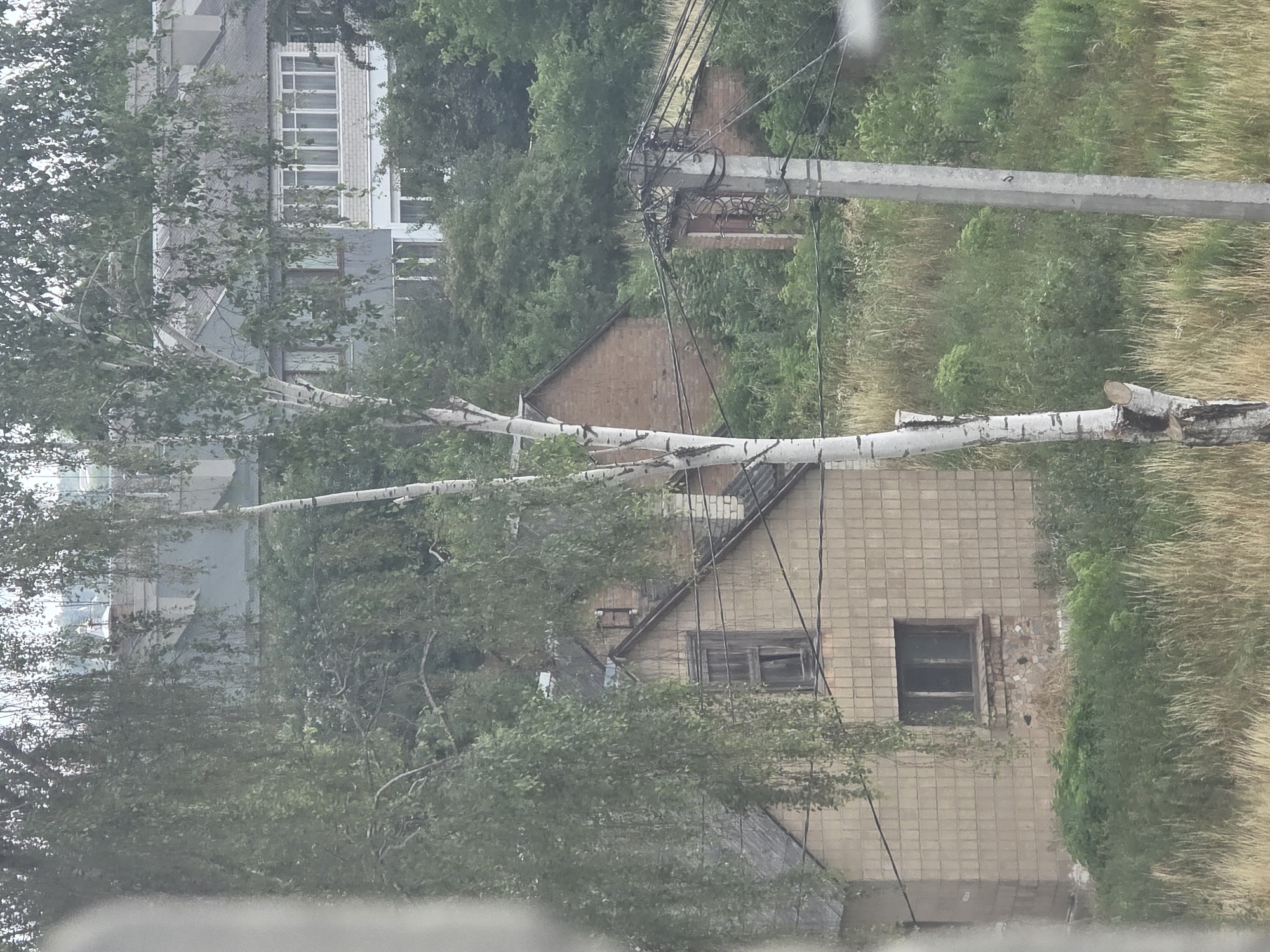 The image shows a residential area in Dubno, Ukraine, with several houses visible. In the foreground, there is a single-story building with a light-colored, tiled facade. This building has at least two windows, one of which is larger and appears to be boarded up or damaged. To the right of this building, a part of another structure, possibly an extension or a separate shed, is visible. The immediate surroundings of the buildings are overgrown with tall grass and various green bushes and trees. In the background, a taller, multi-story building with multiple windows and a balcony is partially obscured by trees. Utility poles with numerous wires are present, indicating an active electrical grid. A birch tree with white bark stands prominently in the left half of the frame, its branches reaching across the scene. The overall atmosphere suggests a somewhat rural or semi-urban environment, with a mix of older and more modern structures amidst abundant vegetation. The lighting is overcast, casting a soft, diffused light over the scene.