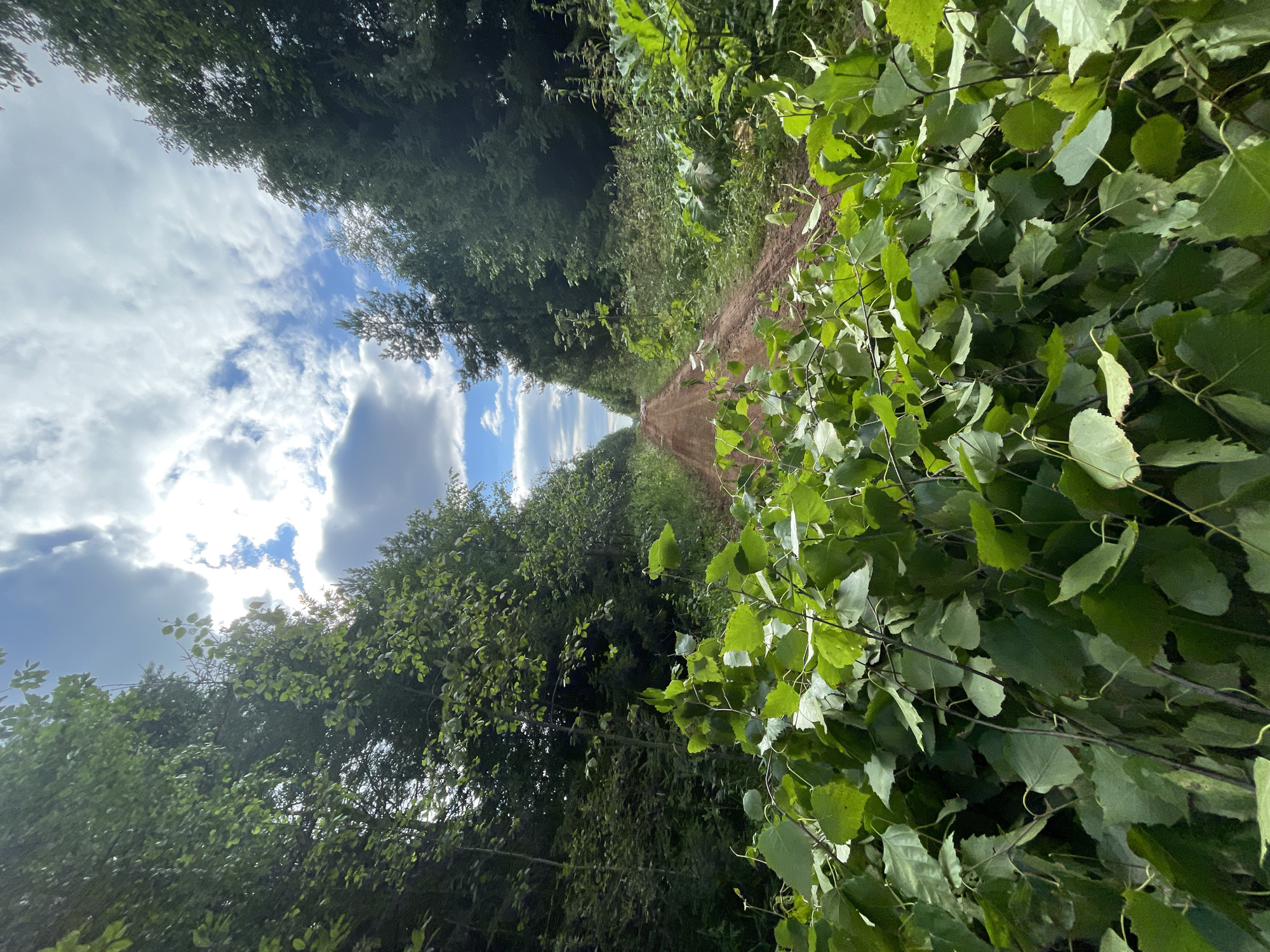 A dirt road winds through a dense forest in Kstininskogo Doma Otdykha, Russia. The road is flanked by tall, lush green trees on both sides, creating a tunnel-like effect. In the foreground, a pile of green branches and leaves partially obstructs the view of the road. The sky above is a mix of blue patches and white, fluffy clouds, with sunlight breaking through in places. The overall impression is one of a natural, somewhat secluded setting.