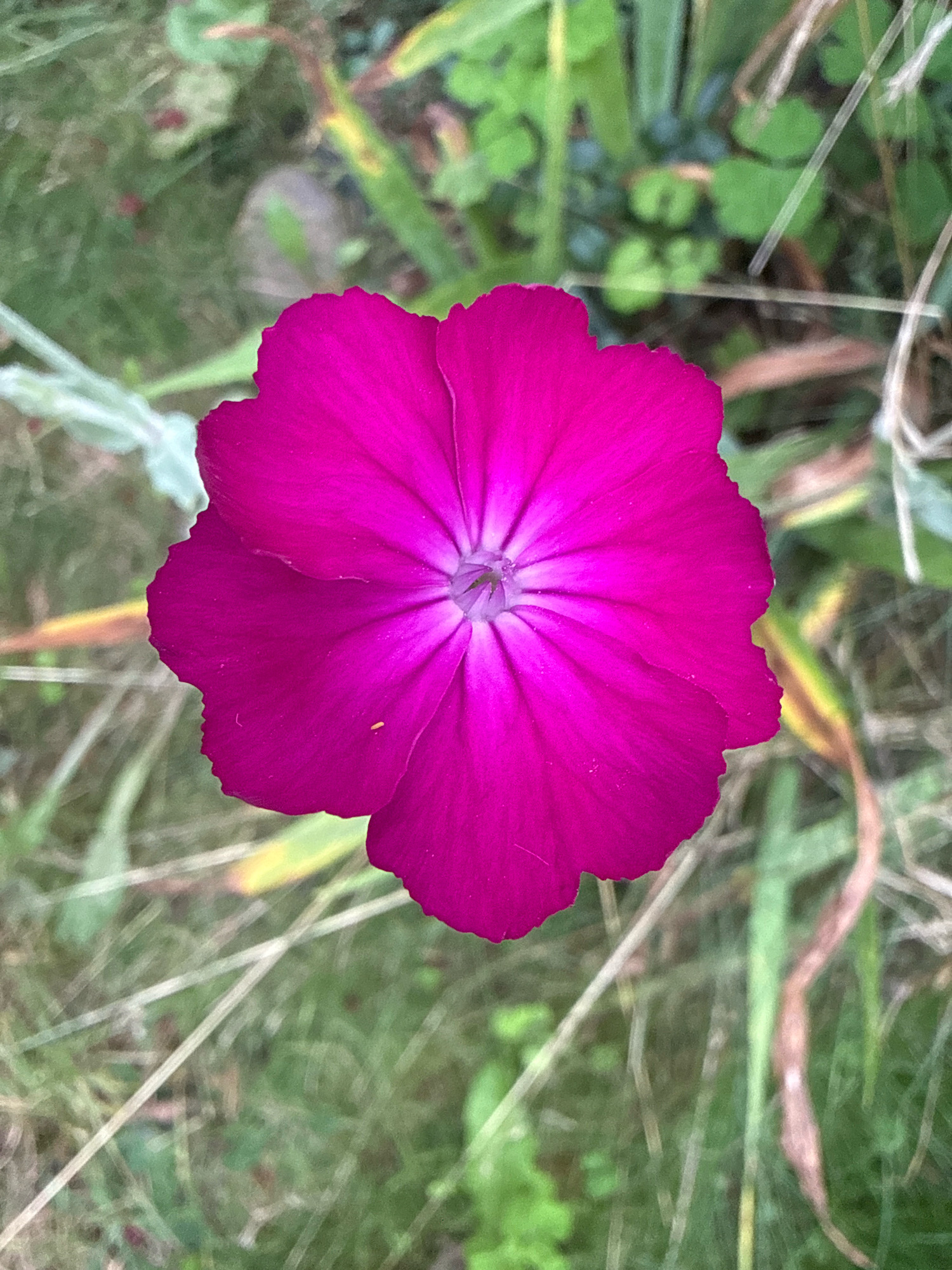 A close-up, top-down shot of a vibrant magenta flower in full bloom against a blurred background of green foliage and dried grasses. The flower's petals are delicately shaped with slightly serrated edges and radiate from a lighter magenta center. A tiny orange speck is visible on one of the petals. The overall impression is one of natural beauty in an outdoor setting. The image does not depict any specific location in Galinė, Lithuania, nor does it contain any people or actions.