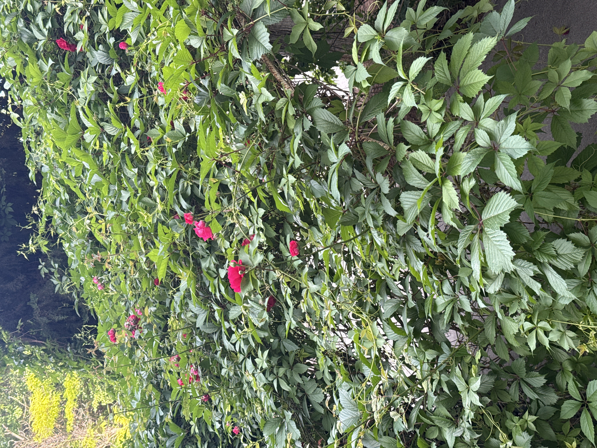 The image shows a dense, green vine with several bright pink flowers. The vine is growing upwards and outwards, covering a wall or structure that is not fully visible. The leaves of the vine are palmately compound, with typically five pointed leaflets. Some of the flowers are in full bloom, while others appear to be buds. The background is blurred and appears to be a natural setting with some darker foliage. The scene is overcast, with soft lighting. The location is unknown.