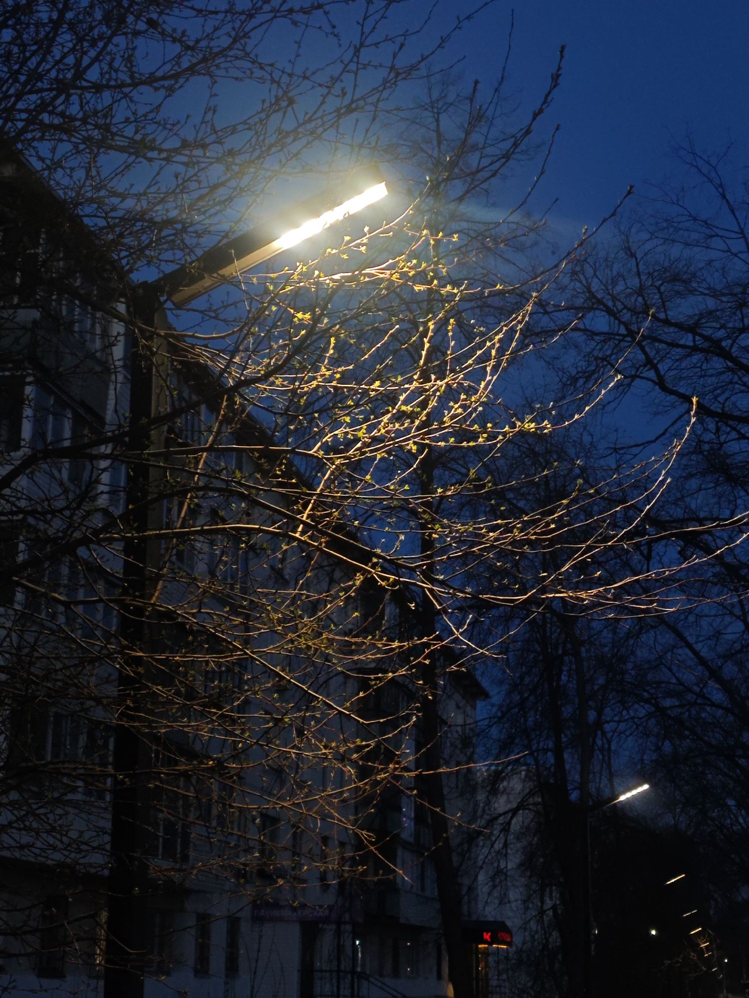 The image depicts a nighttime urban scene in Chaikovsky, Russia, characterized by the interplay of artificial light and natural elements. A bright, rectangular LED street lamp, positioned high on the left side, illuminates the foreground. Its strong, warm yellow light highlights the intricate network of bare branches and nascent green-yellow buds of a tree, indicating early spring.
Behind this tree, a multi-story building with several windows is visible, its light facade dimly lit against the dark blue night sky. Further down the street on the right, another similar street lamp casts light into the distance, suggesting a continuous urban thoroughfare. The silhouettes of other larger, bare trees are visible against the deep blue sky, creating a stark contrast.
At the bottom center, a small, dark object with red illumination can be faintly discerned. A closer inspection of the crops reveals Cyrillic text on a building sign, possibly reading "ГАЛИНА ДЕРСКАЯ", likely part of a store or street name. The sky is clear, with no visible clouds. The overall scene is quiet and still, devoid of people or overt activity, capturing a tranquil moment in the city after dusk.