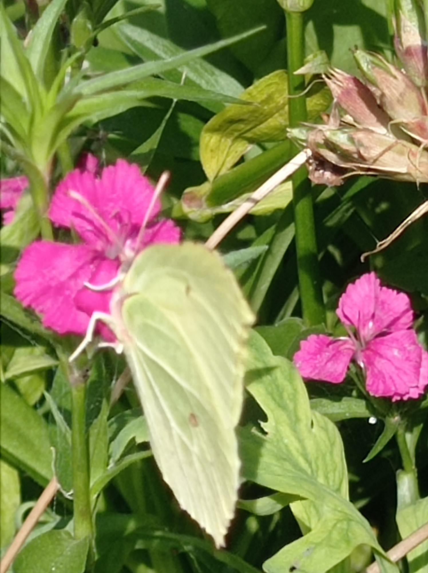 A close-up shot features a pale yellow butterfly with dark spots on its wings, positioned on a cluster of pink flowers. The butterfly's wings are partially open, revealing intricate patterns. The surrounding environment is dominated by lush green foliage, with some dried plant material visible in the background. The scene appears to be an outdoor setting, likely a garden or natural landscape. No specific location in Degtyarsk, Russia, can be identified from the image.