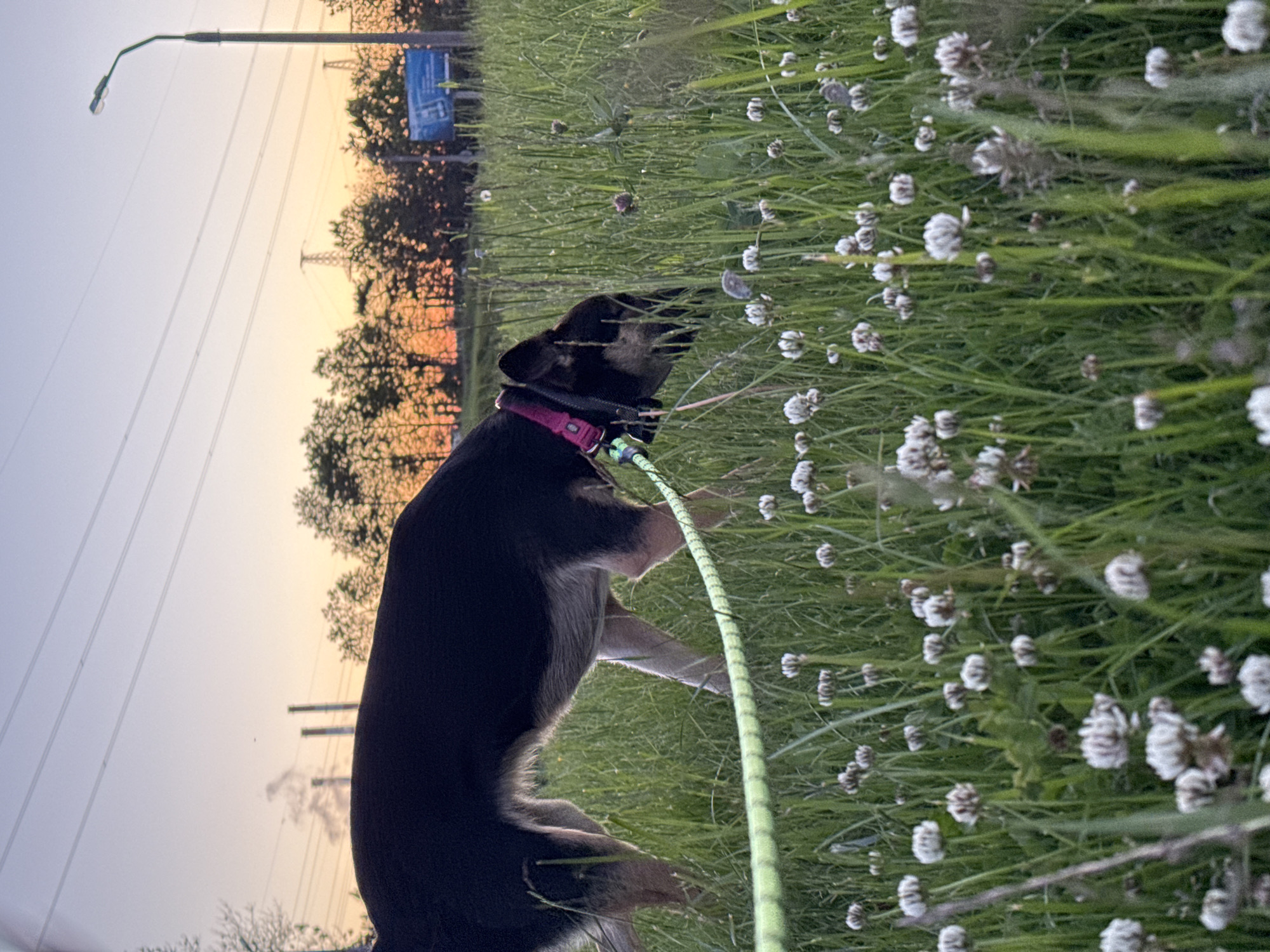 The image shows a dog on a leash standing in a field of white clover. In the background, there are trees silhouetted against a sunset sky, and power lines with a utility pole. In the far background there is industrial infrastructure and city outskirts. Given the description of the scene in Minsk, Belarus, it is likely taken on a field outside the city.