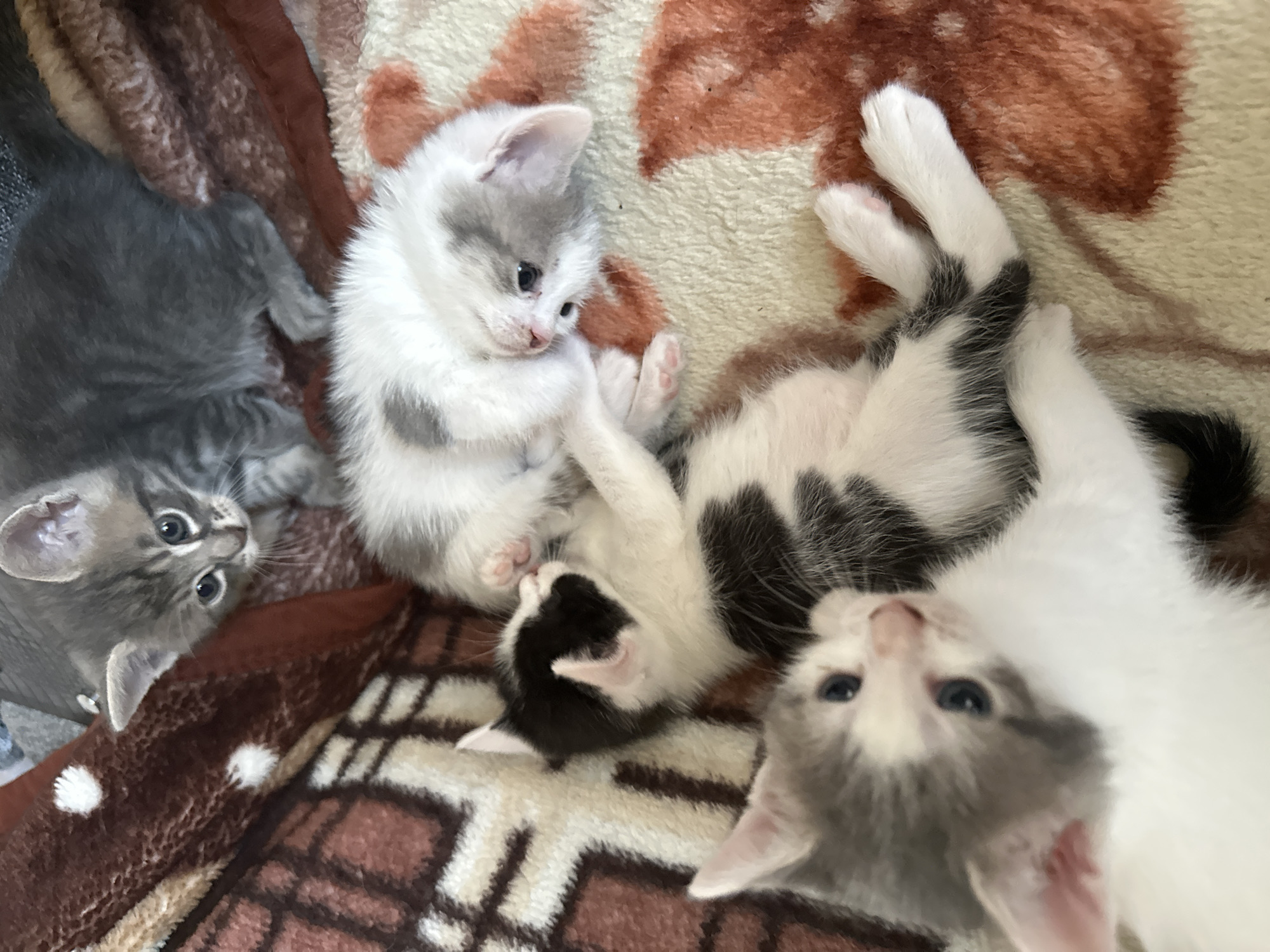 A group of four kittens is captured from a high-angle perspective, nestled together on a patterned blanket. The blanket features a repeating design of brown and cream-colored squares and abstract shapes.
To the far left, a grey tabby kitten is seen from the chest up, with its head turned towards the viewer. It has bright blue eyes and pointed ears, and its fur is a mix of grey and black stripes.
Next to the tabby, a white kitten with grey patches on its head and back is lying on its side. It is looking downwards with its eyes partially closed, appearing to be resting.
In the center and slightly to the right, a black and white kitten is curled up, with its paws extended. Only its back and hindquarters are clearly visible, showing patches of black on white fur.
Finally, a white kitten with grey markings around its eyes and ears is positioned in the lower right quadrant of the image. It is looking directly up at the camera with wide blue eyes, its mouth slightly open, and its head tilted back.
The overall mood is one of warmth and domesticity, with the kittens appearing relaxed and comfortable in their surroundings. There is no visible text in the image, and the lighting suggests it was taken indoors during the daytime.