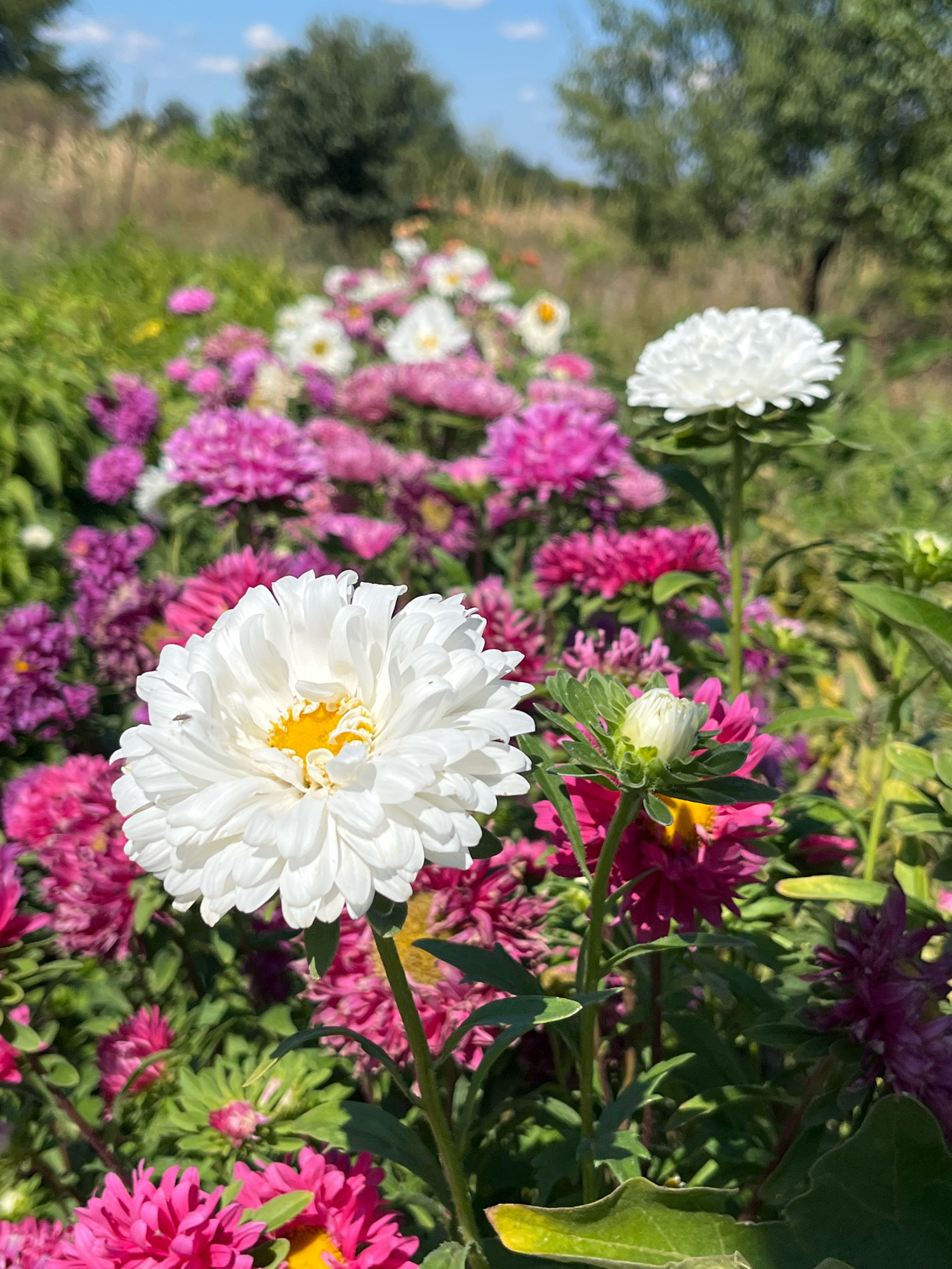 An outdoor, eye-level, vertical, medium shot captures a field of blooming asters under a bright, sunny sky. The flowers are in various shades of pink, purple, and white, with the focus on two large white asters in the foreground. The aster on the left is fully bloomed with a yellow center, while a smaller white aster bud is visible on the right, partially obscured by pink flowers. A few blurry green leaves and stems are also visible. The background is a blur of greenery and trees, suggesting a natural setting. The image is taken in Unknown, Unknown.