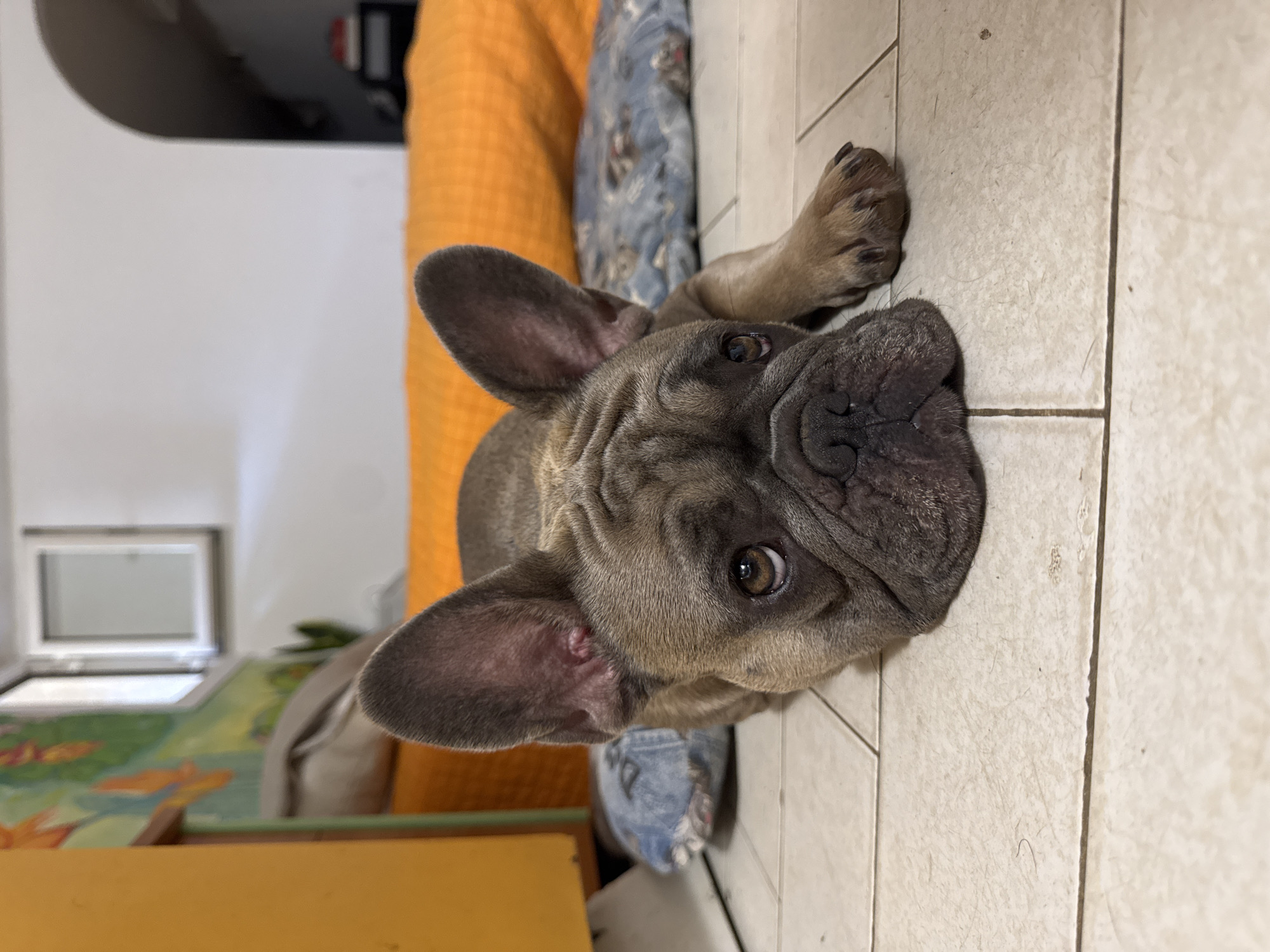 The image is a close-up, low-angle shot of a fawn-colored French Bulldog lying on a tiled floor. The dog's head is turned towards the camera, with its large, dark eyes looking directly at the viewer. Its ears are large and erect, characteristic of the breed. The dog's snout is wrinkled, and its mouth is slightly open, revealing a pink tongue. One of its paws is visible, resting on the floor.
The background is slightly out of focus, but shows hints of an indoor setting. To the left, there is an orange fabric, possibly a cushion or blanket, and a blue and white patterned fabric, perhaps another cushion. Further back, a white wall is visible with a rectangular object that could be a framed picture or a mirror. In the far background, a glimpse of what appears to be a window with a white frame can be seen. The floor is made of beige tiles with dark grout lines.
The lighting appears to be artificial, suggesting an indoor environment, likely during the day or evening. The dog's expression is alert and curious, with a hint of gentleness. The overall impression is intimate and personal, focusing on the dog's features and its engagement with the viewer. There is no visible text in the image. The location context provided is San Benedetto del Tronto, Italy, but there are no specific visual cues in the image to confirm this location.