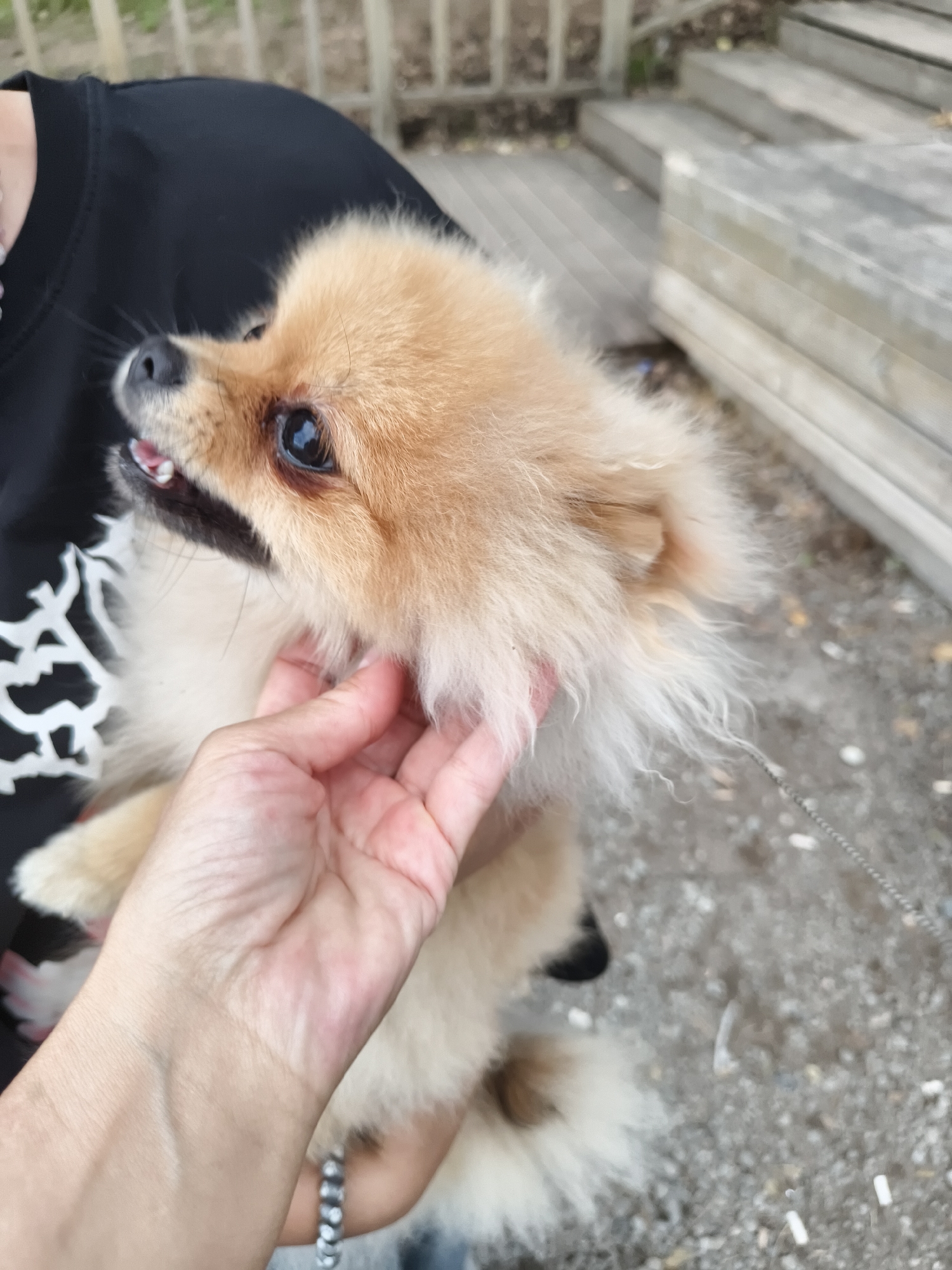 A close-up, eye-level, outdoor shot shows a person's hand gently stroking the head of a light brown Pomeranian dog. The dog is being held by the person, whose black shirt is partially visible. The dog's mouth is open, revealing small teeth, and its dark eyes are looking to the left. The background features wooden steps and a grey, pebbly surface, suggesting an outdoor setting, possibly in a park or residential area. The presence of a leash indicates the dog is being walked or is about to be. The scene is captured during the daytime.