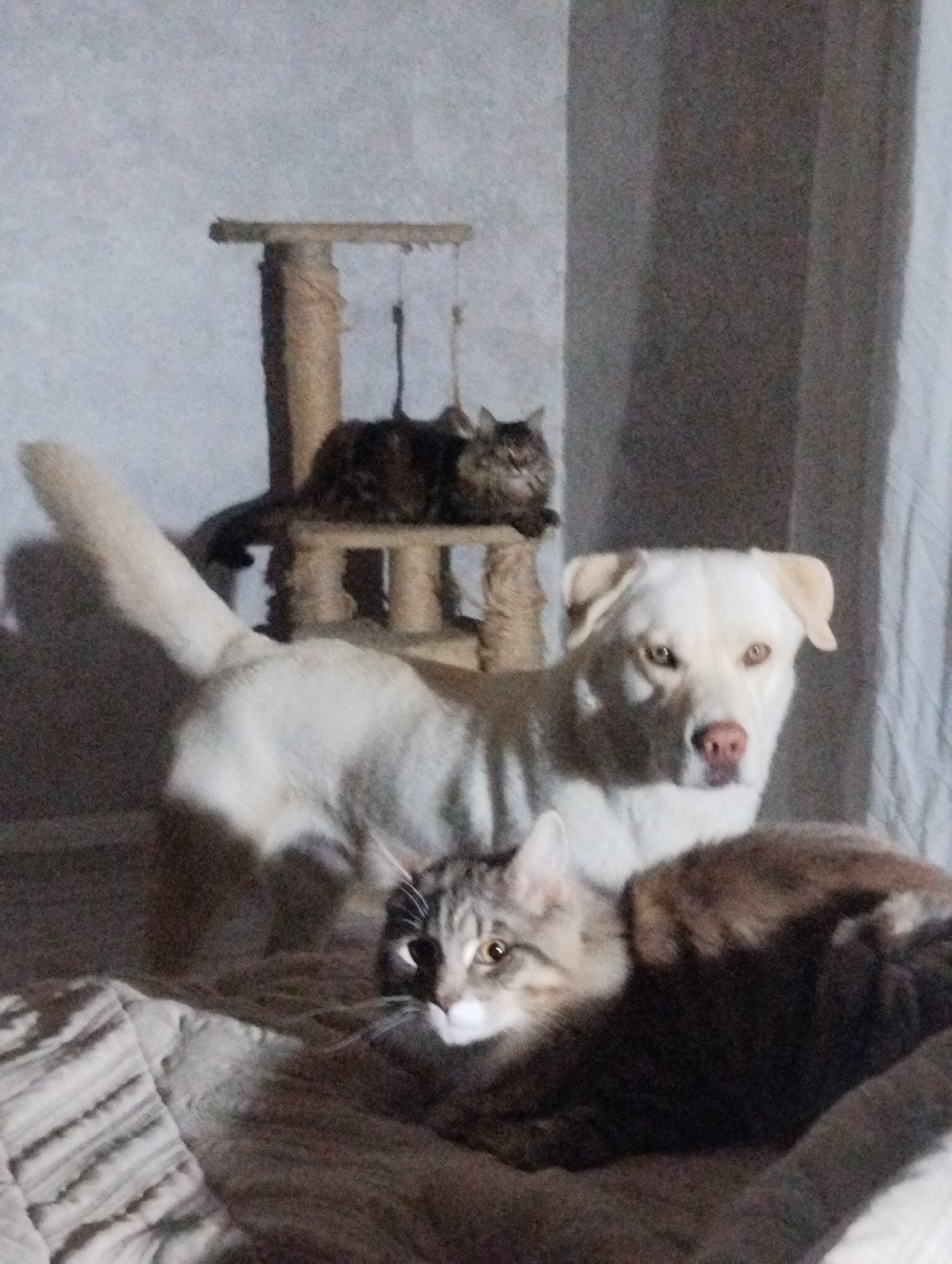 The image depicts two cats and a white dog in an indoor setting. One cat is resting on a cat tree in the background. Another cat is lying on a bed in the foreground. A white dog is standing between the two cats. The environment appears to be a domestic interior, with curtains in the background. There is no information available in the image to confirm that the location is in the city of Grishanki, Russia.