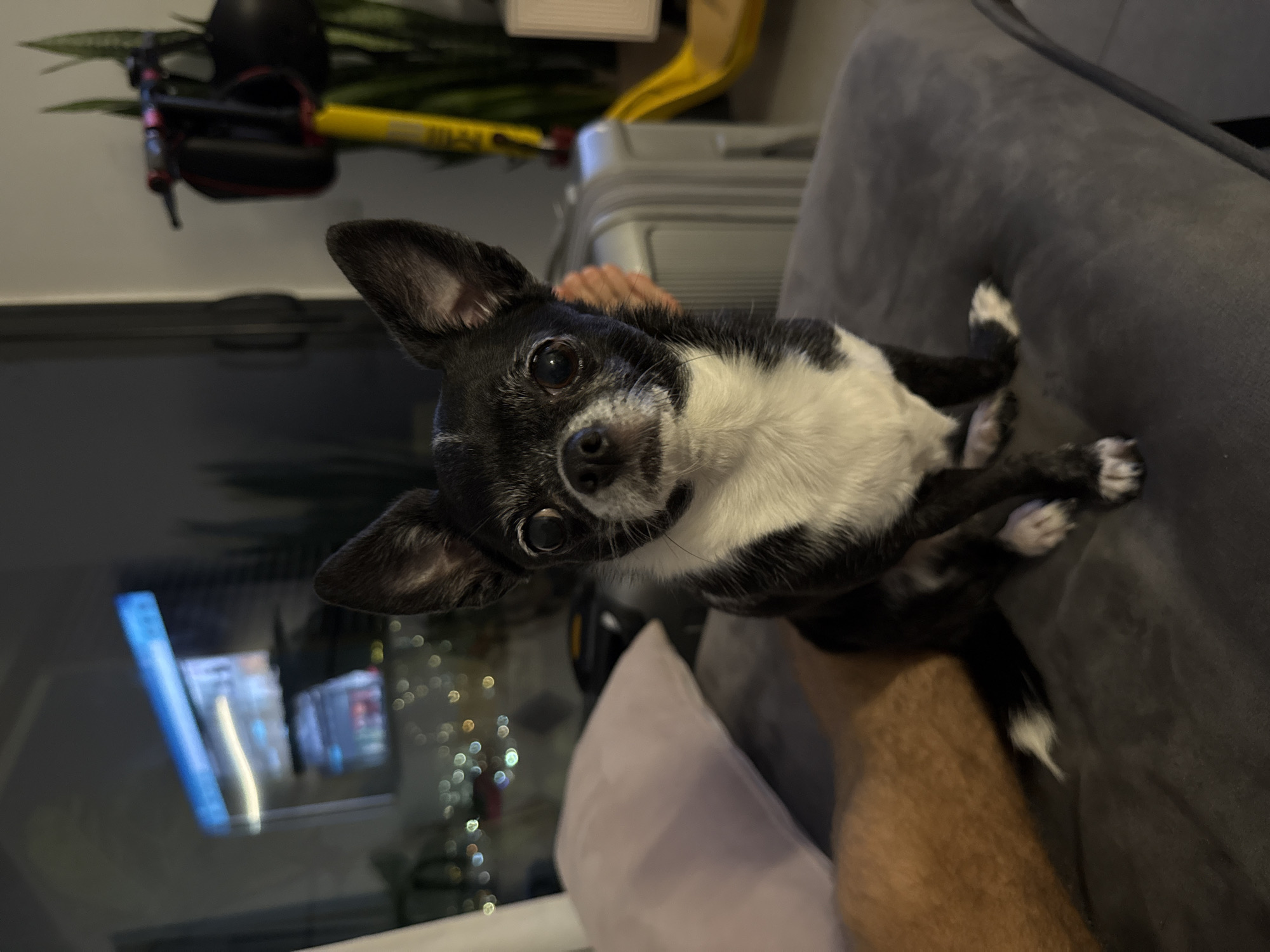 A black and white Chihuahua is being held up by a person with tan skin while sitting on a gray couch. The dog is looking at the camera. Behind the dog is a suitcase and other items. Through the glass wall is the city of Tel-Aviv, Israel, with lights.
