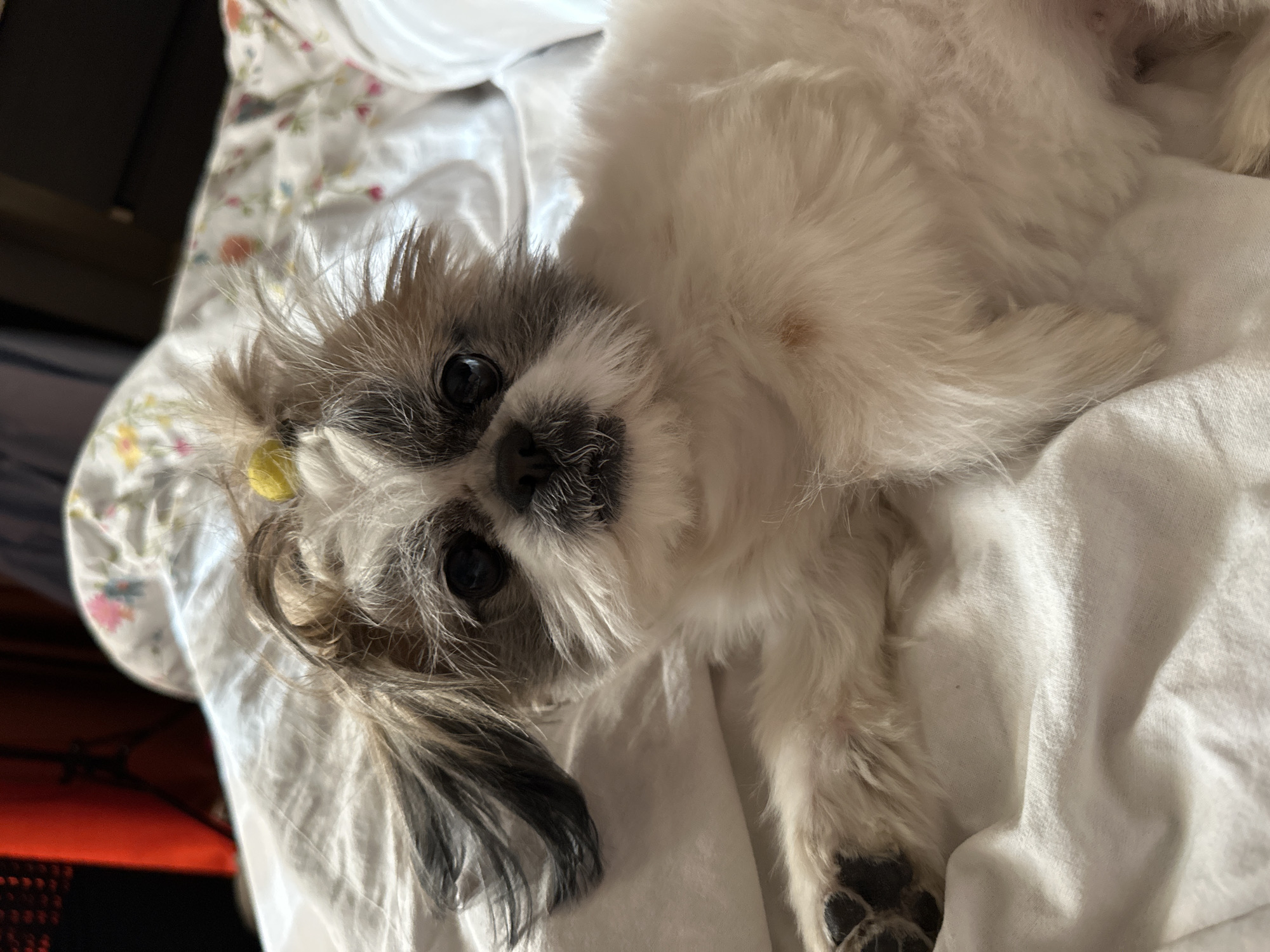 A fluffy, light-colored dog with grey and black facial markings, possibly a Shih Tzu mix, lies on a white bed. The dog has a small yellow hair tie in its fur, positioned to the left of the frame. The background includes a floral patterned fabric and glimpses of a red object, possibly part of furniture.