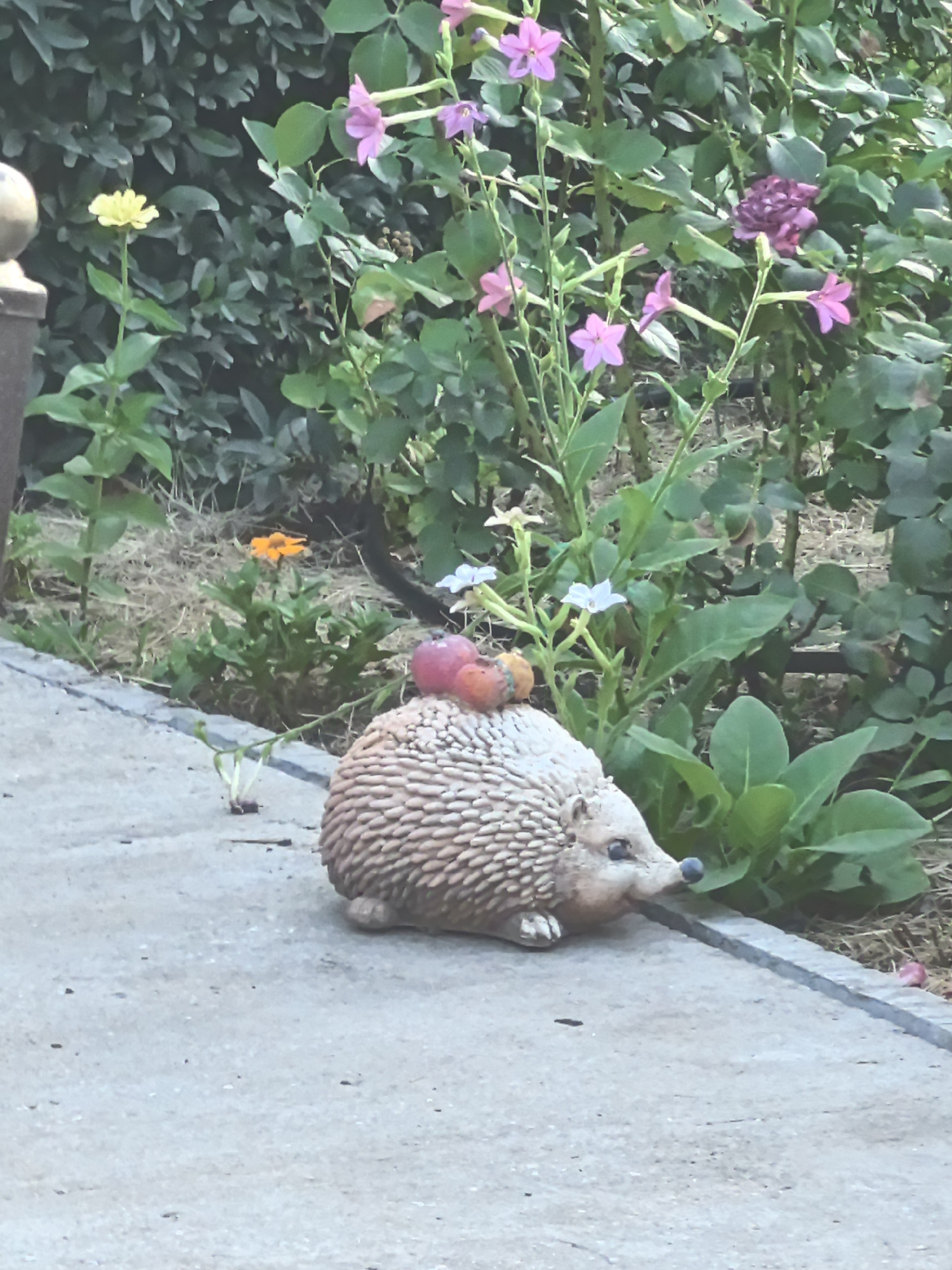 The image displays a concrete pathway bordering a garden area. A decorative garden ornament of a hedgehog, adorned with small, round objects resembling berries or miniature fruits, rests on the pathway. Behind the pathway, various plants and flowers are visible, including pink and purple blossoms. The background consists of dense green foliage. The specific location in Taldykorgan, Kazakhstan, is not discernible from the image content. There are no people or animals present in the scene. The lighting suggests it is daytime, possibly overcast or late afternoon, given the muted colors.