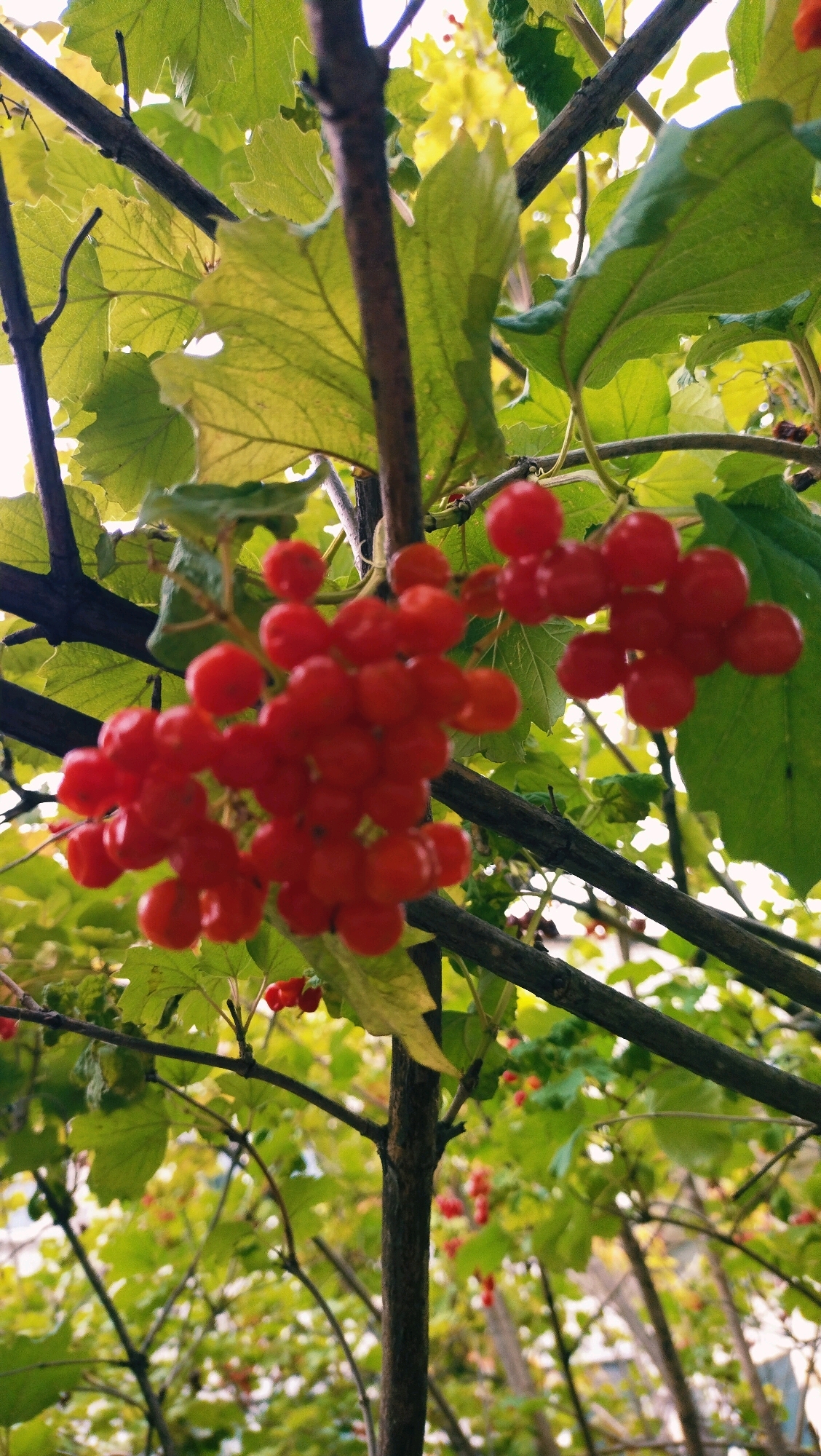 In Horishni Plavni, Ukraine, this image captures a close-up view of clusters of bright red berries hanging from branches. The berries are small and round, appearing in dense bunches. They are surrounded by green leaves, some of which are partially obscuring the berries. The branches themselves are dark and woody. The background is softly blurred, showing more foliage and hints of light, suggesting an outdoor setting within a natural or garden environment. There are no people or animals visible in the frame.