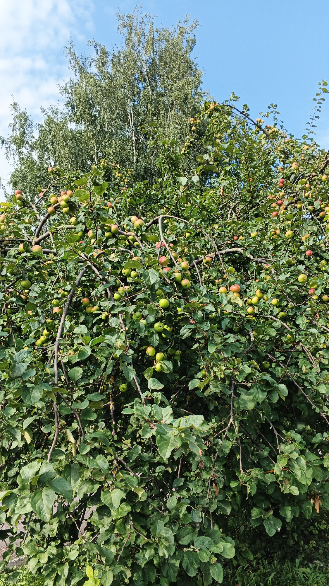 This image captures an apple tree laden with fruit, set against a backdrop of a clear blue sky with scattered clouds. The tree's branches are full of green and reddish apples, some partially obscured by dense green foliage. In the background, the upper branches and leaves of a taller, lighter-colored tree, likely birch, are visible. The scene appears to be outdoors in a natural setting, possibly a garden or park. The specific location in the city of Подгорное, Russia, suggests a rural or suburban environment within Russia. There are no people visible in the image.
