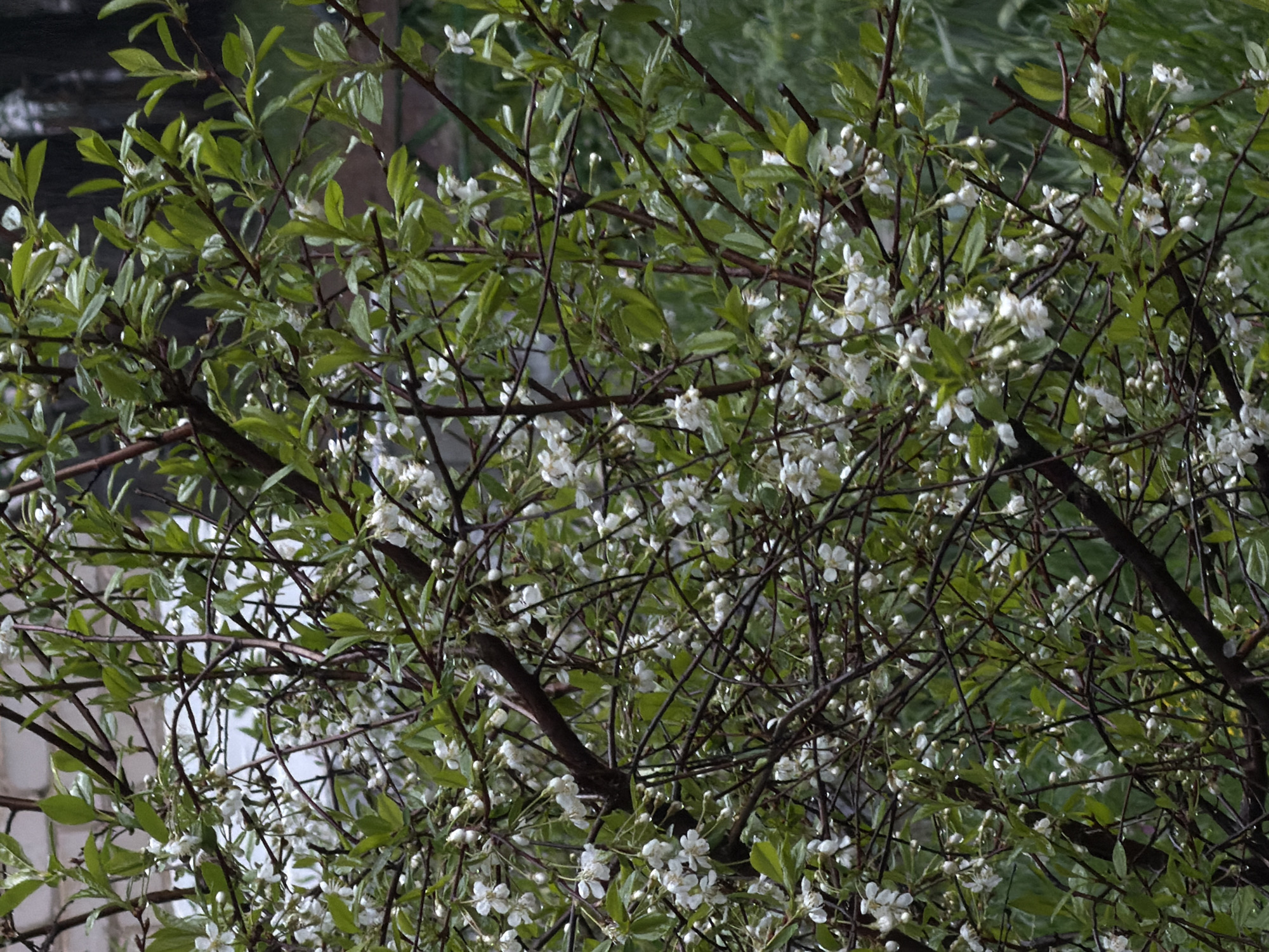 The image depicts a tree in bloom. It is densely covered with small white flowers and green leaves. The branches are dark and thin. The background is blurred and appears to be foliage and some out of focus white/grey objects. It is likely taken in the city of Chaikovsky, Russia, but there is no information in the image itself to confirm the specific location.