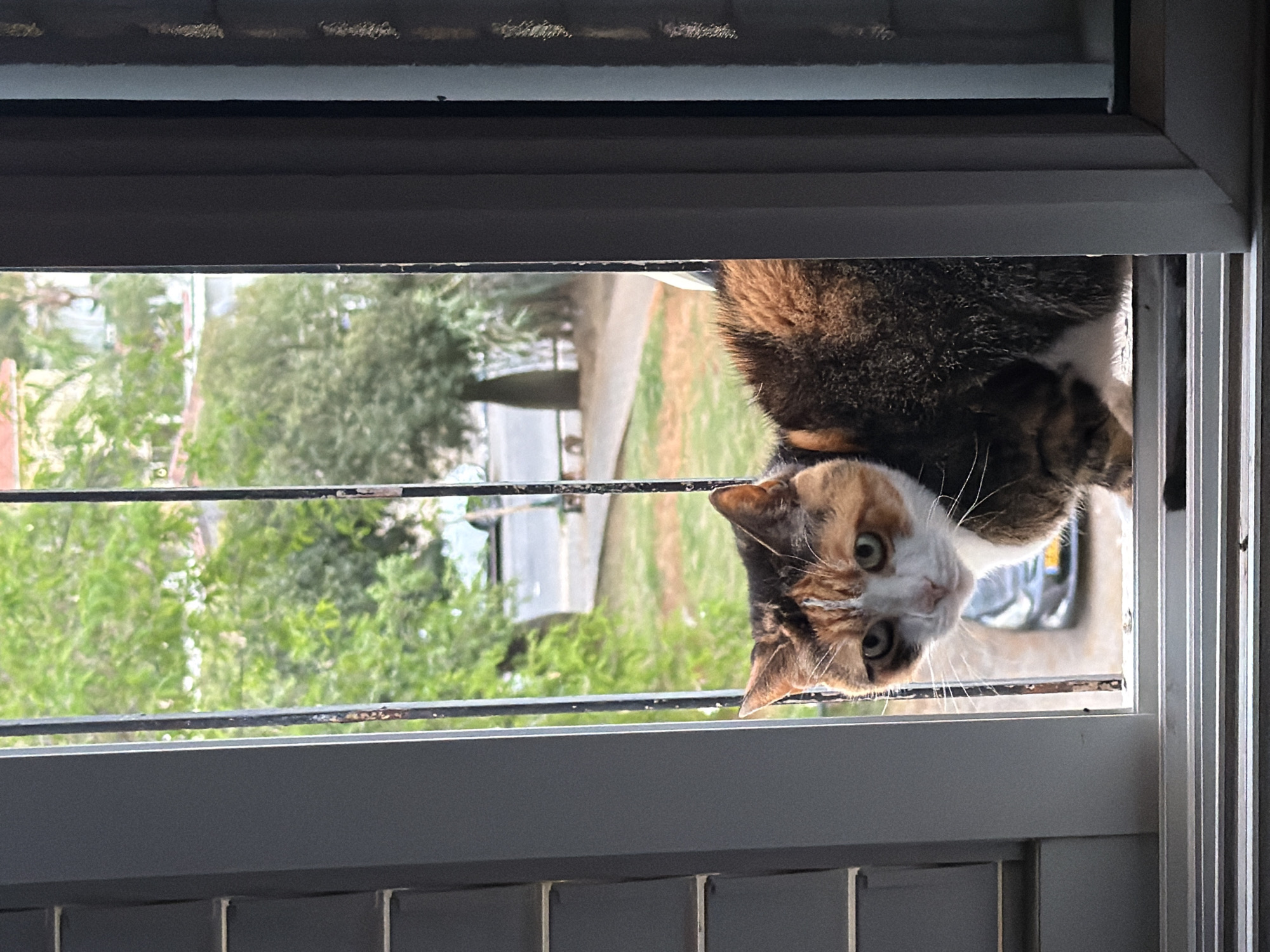 A cat is looking through a slightly open window. The cat is calico with brown, white, and orange markings. The view outside the window includes a street, trees, and cars. The window appears to be in a residential setting. The location is not discernible from the image.