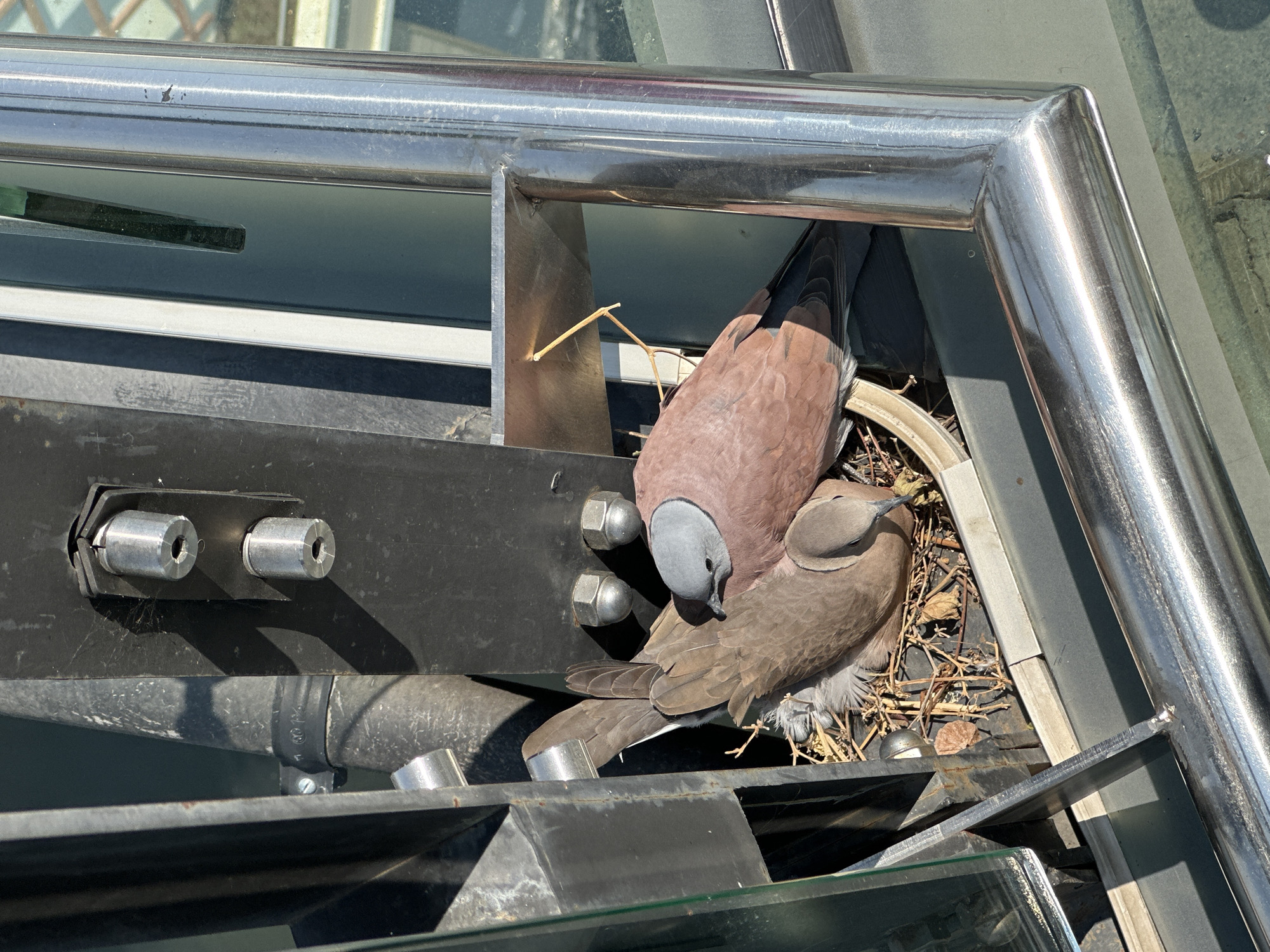 A close-up shows two doves nesting in a metallic structure, likely part of a building or architectural feature. The nest, constructed of twigs and dry grass, is situated within a triangular crevice formed by the metal beams. One dove has light gray-blue head and a pinkish-brown body, and is positioned closer to the camera, while the second dove, mostly hidden, appears to have a predominantly brown plumage. The location is Ban Yang, Thailand.