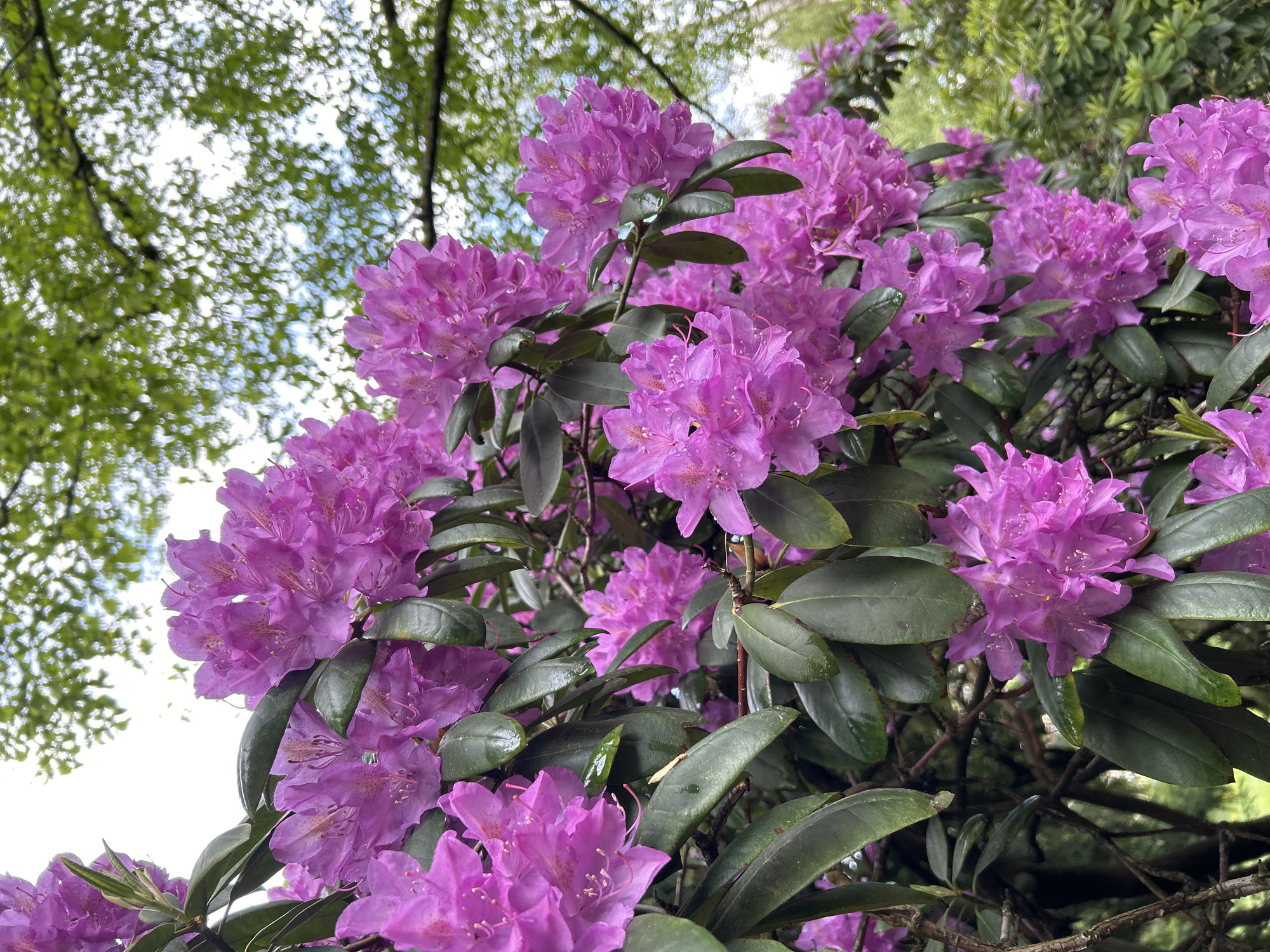The image shows a close-up view of a flowering rhododendron bush, with clusters of vibrant purple flowers in full bloom. The flowers are densely packed, with prominent stamens. The leaves are dark green and glossy, contrasting with the bright petals. In the background, there is a glimpse of a canopy of green leaves from nearby trees, creating a slightly blurred backdrop. The location is in the city of Unknown, Unknown.